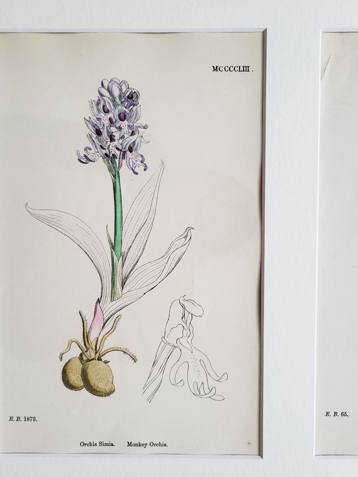 Art Framed Set (No. 1) Of 9 Antique Hand Coloured Orchid Prints, 19th Century photo
