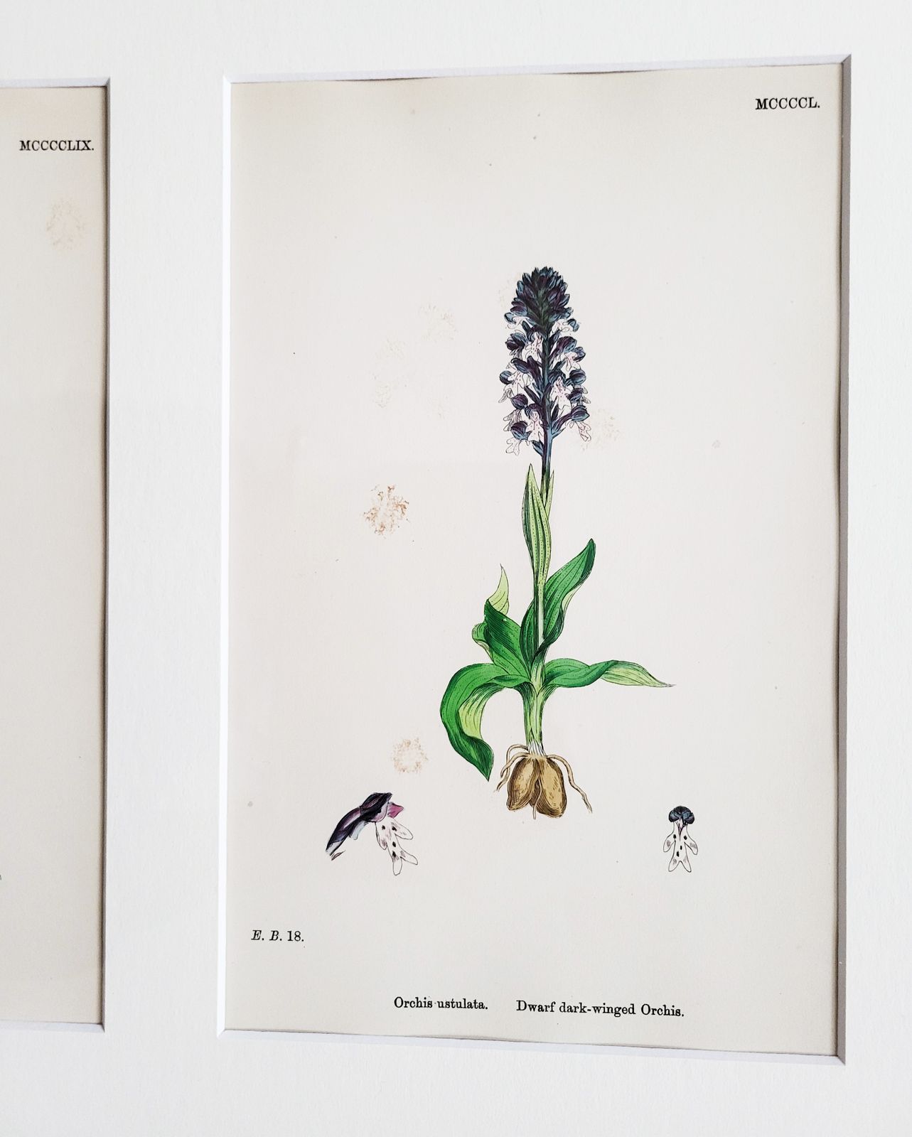 Framed Set (No. 1) Of 9 Antique Hand Coloured Orchid Prints, 19th Century photo furniture