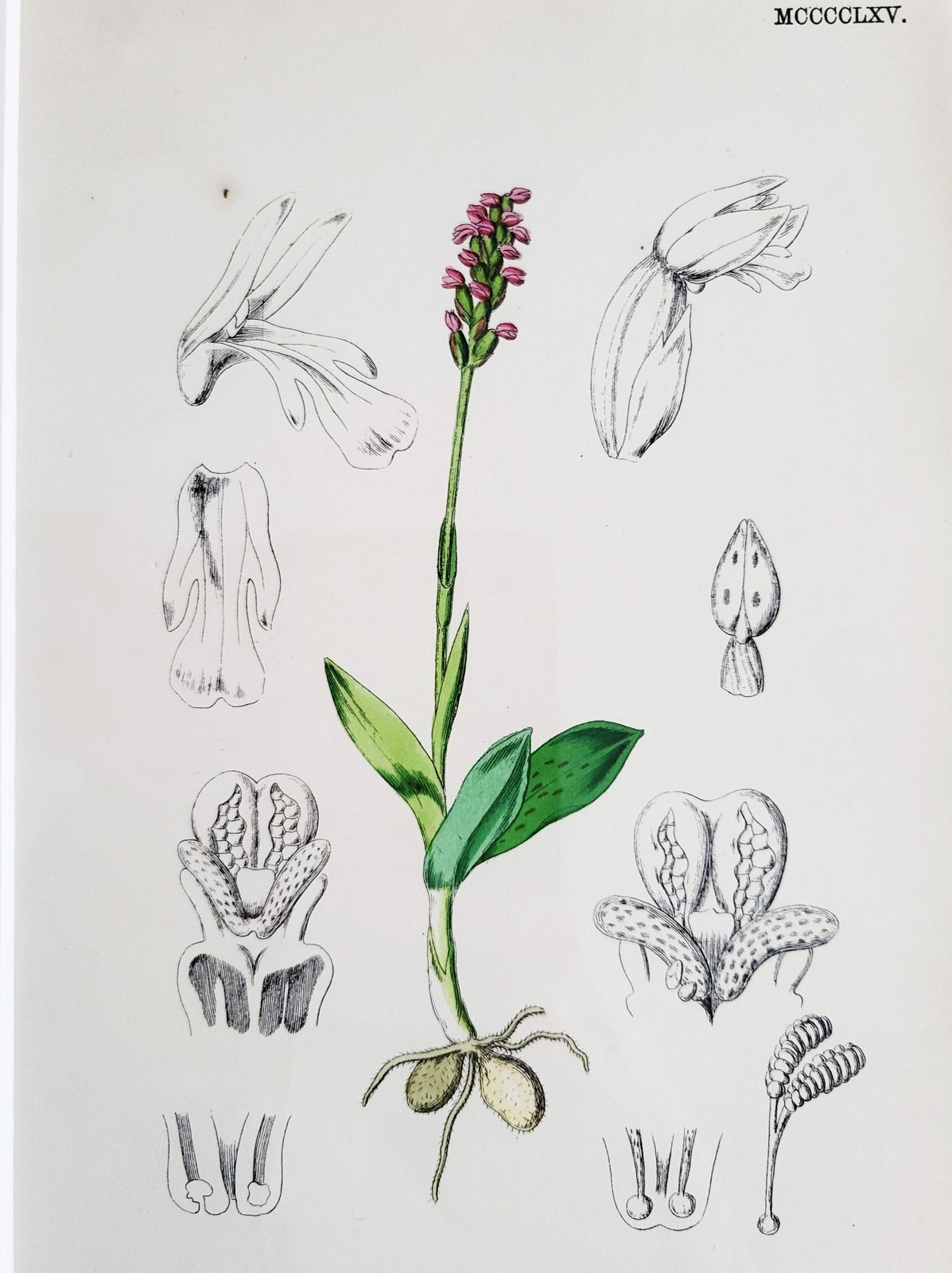 Framed Set (No. 2) Of 9 Antique Hand Coloured Orchid Prints, 19th Century photo for sale