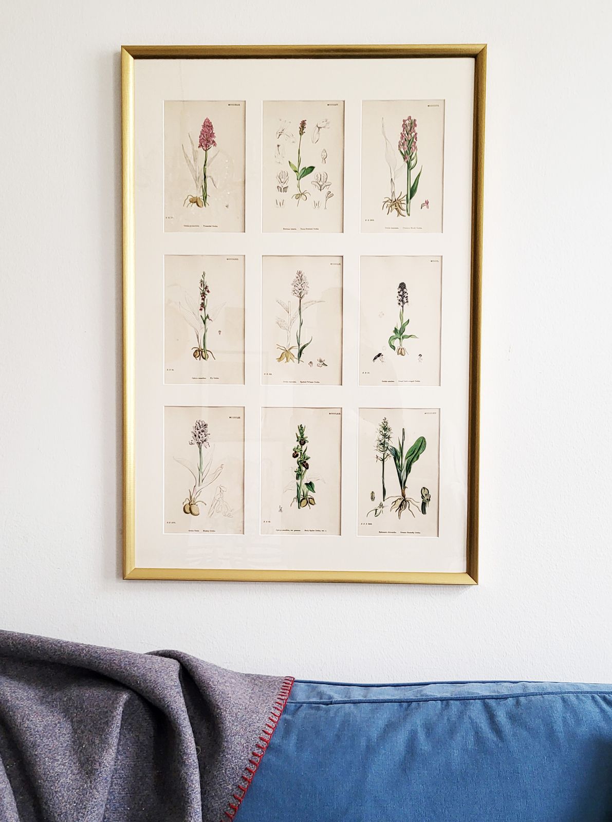 Framed Set (No. 2) Of 9 Antique Hand Coloured Orchid Prints, 19th Century