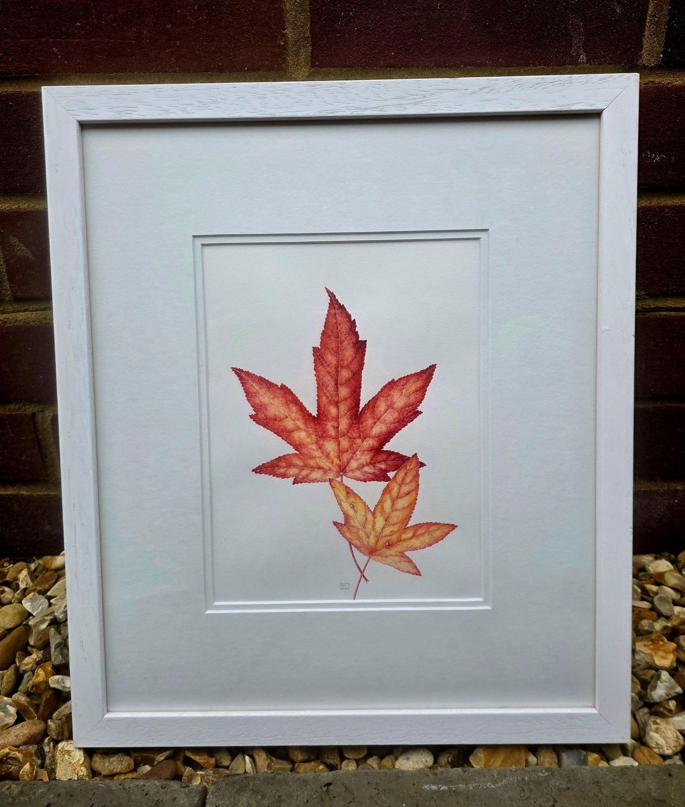 Striking Watercolour Entitled Liquidambar Leaves On Pure White Background