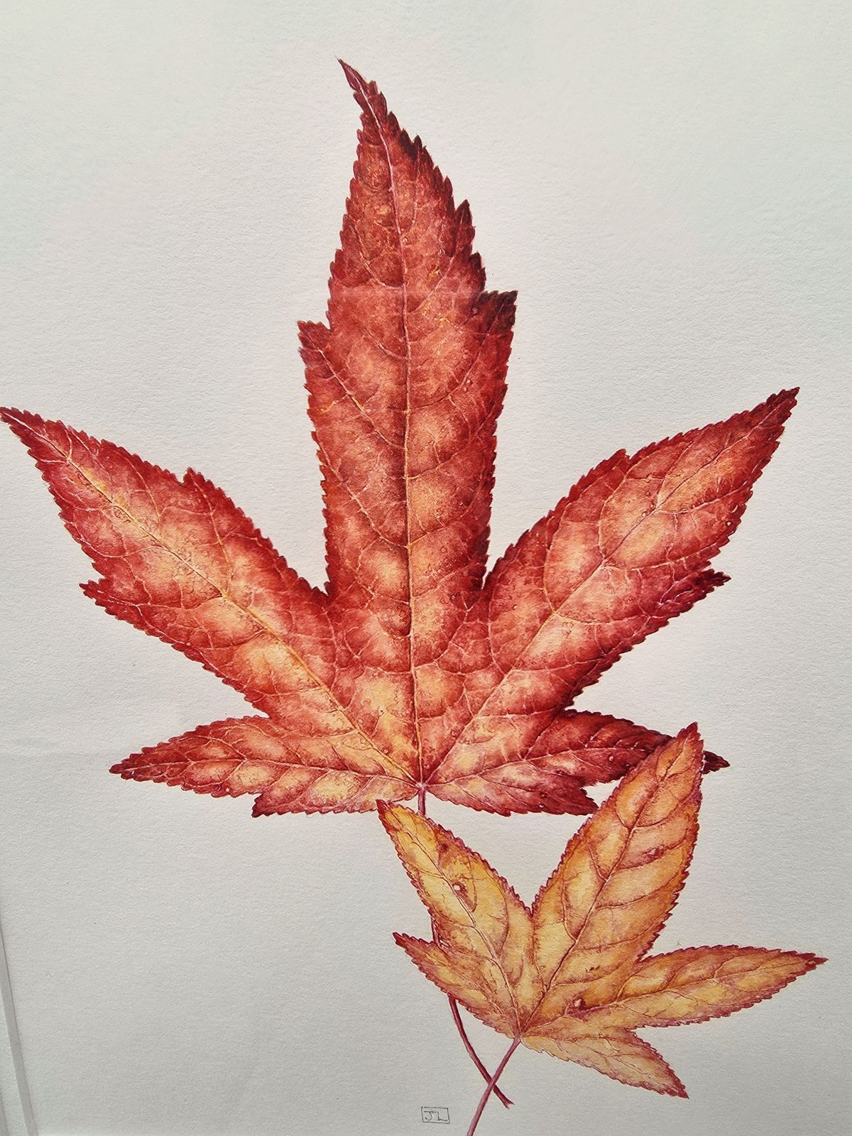 Striking Watercolour Entitled Liquidambar Leaves On Pure White Background photo for sale