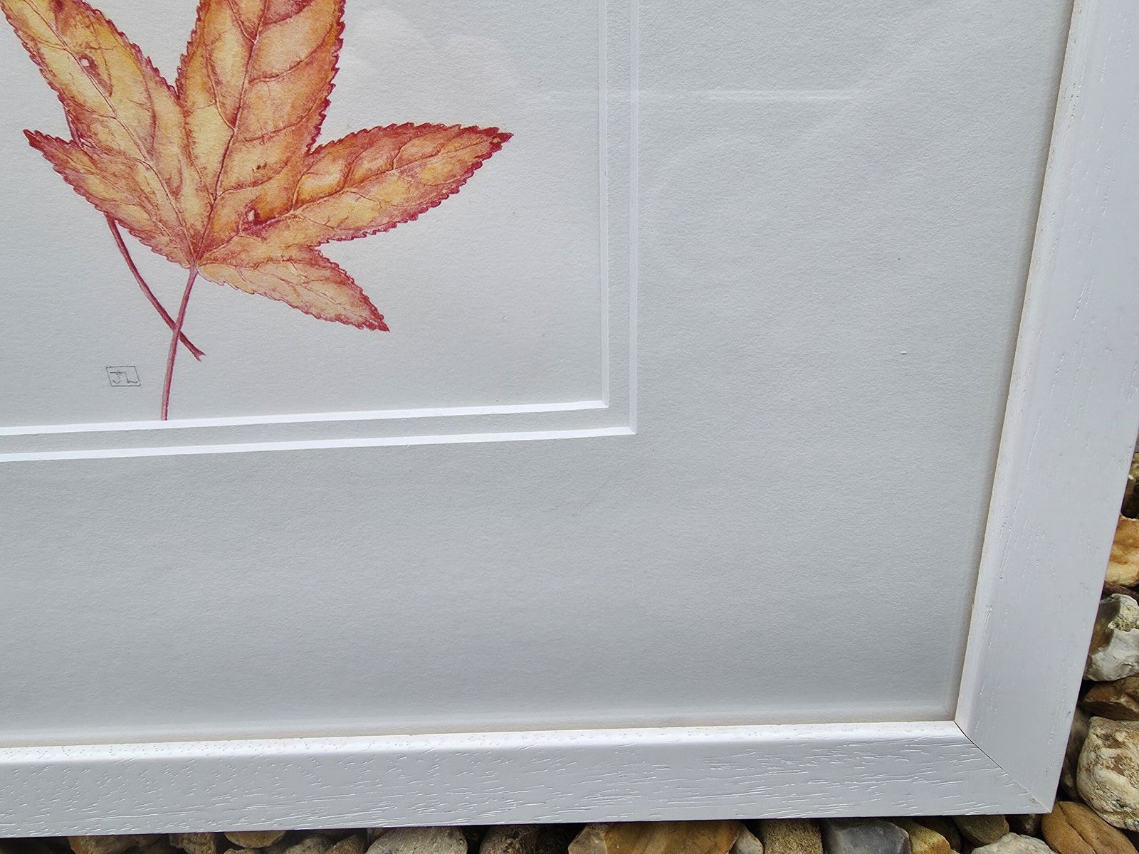 Striking Watercolour Entitled Liquidambar Leaves On Pure White Background photo 75.0