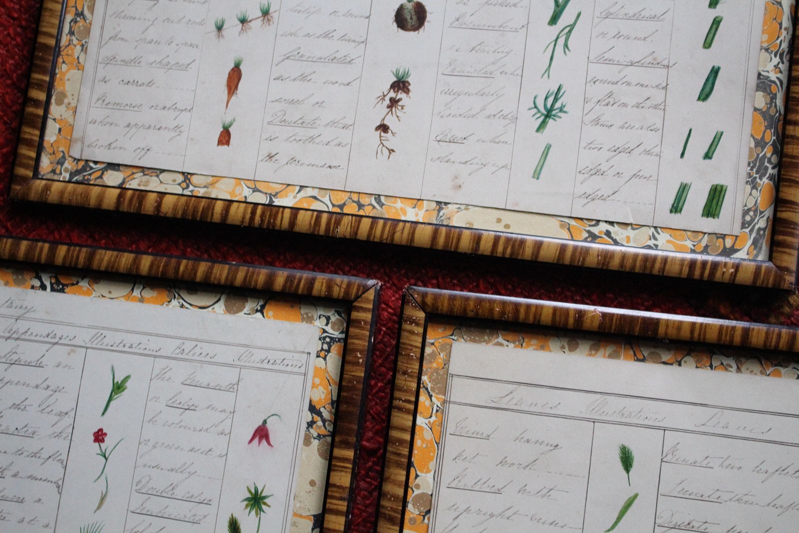 19thc American Trio Of Ink & Watercolour Botany Charts By Bessie Slater Folk Art photo for sale