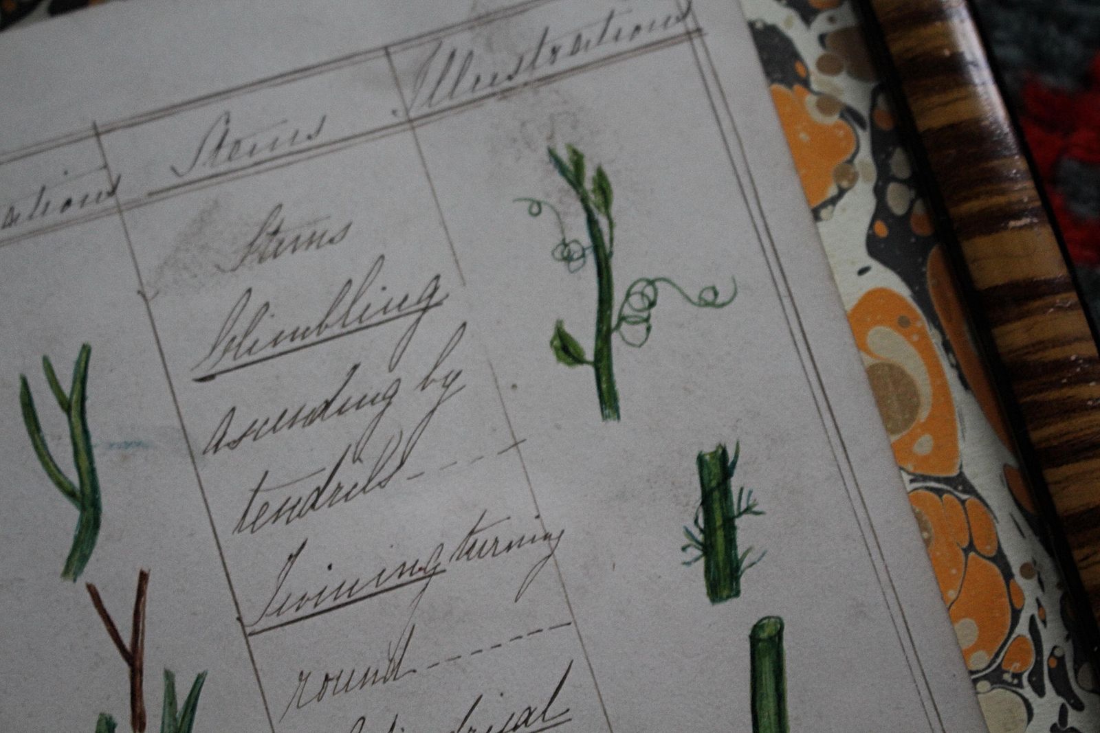 19thc American Trio Of Ink & Watercolour Botany Charts By Bessie Slater Folk Art photo buy