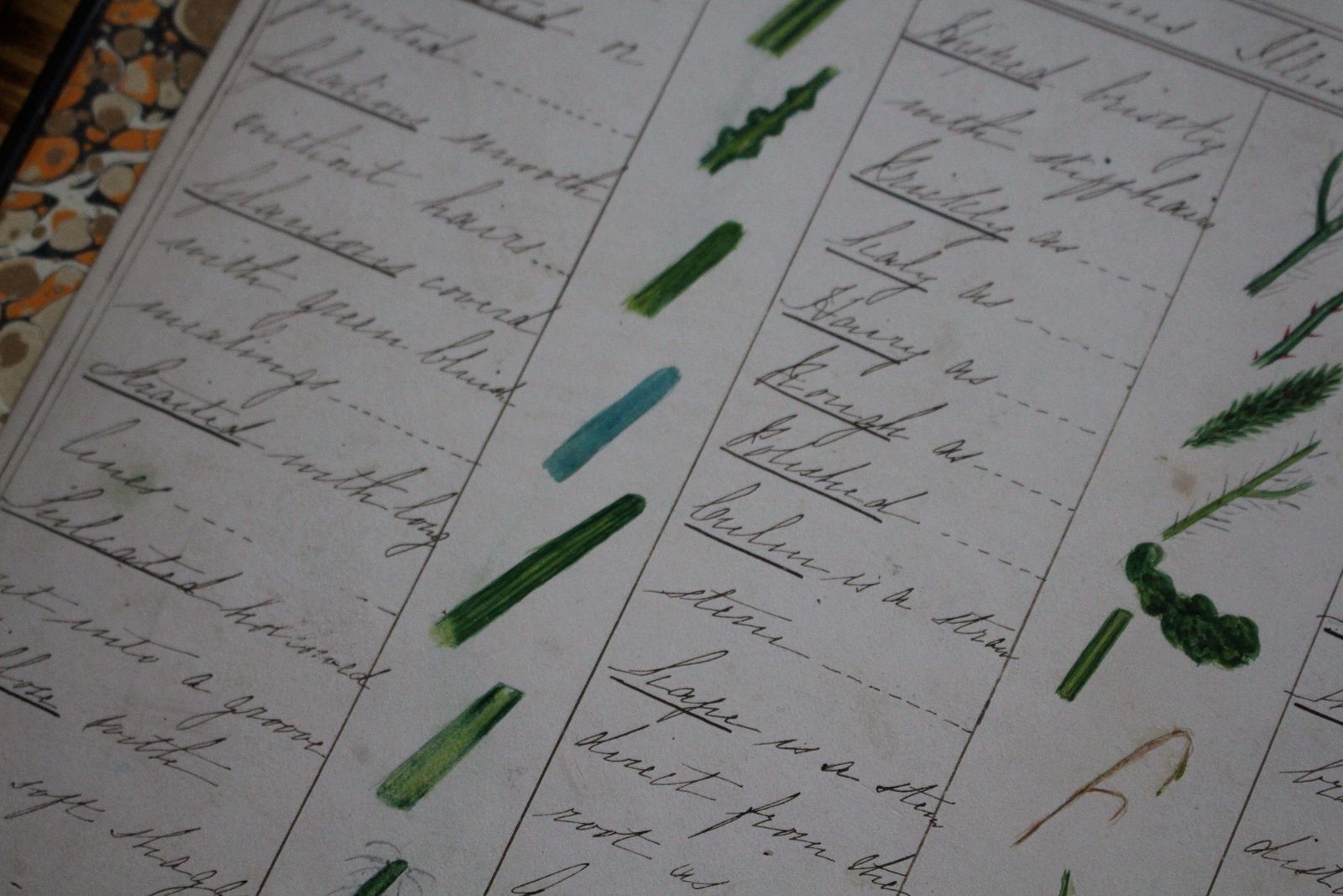 photo furniture 19thc American Trio Of Ink & Watercolour Botany Charts By Bessie Slater Folk Art