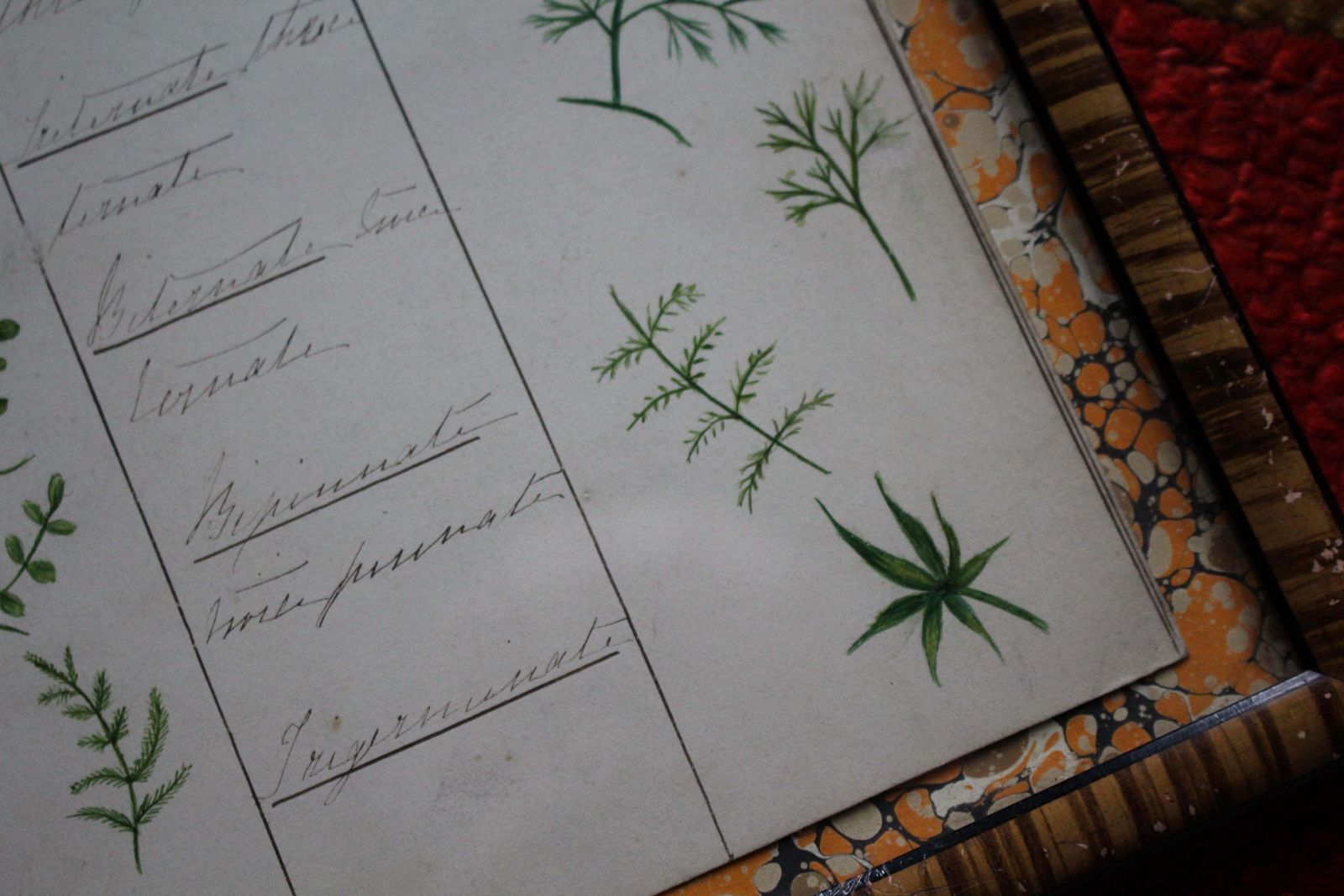 photo for sale 19thc American Trio Of Ink & Watercolour Botany Charts By Bessie Slater Folk Art