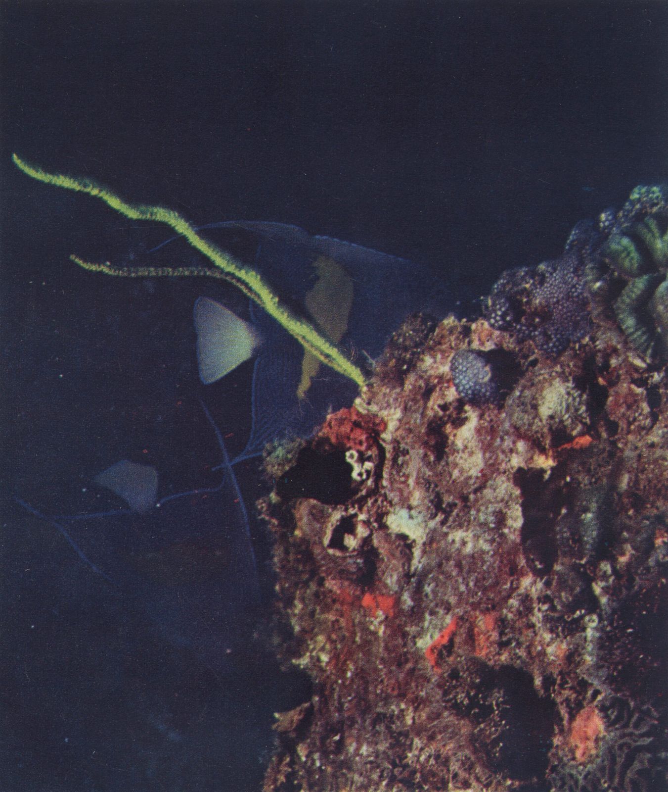Jean Foucher Créteau “Angel Fish”, 1955 Heliochrome Print On Paper photo furniture