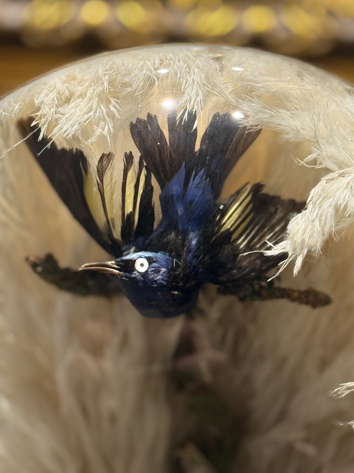 Victorian Taxidermy Dome — Exotic Tropical Birds With Pampas Grass & Coloured Moss, Ebonised Base photo furniture