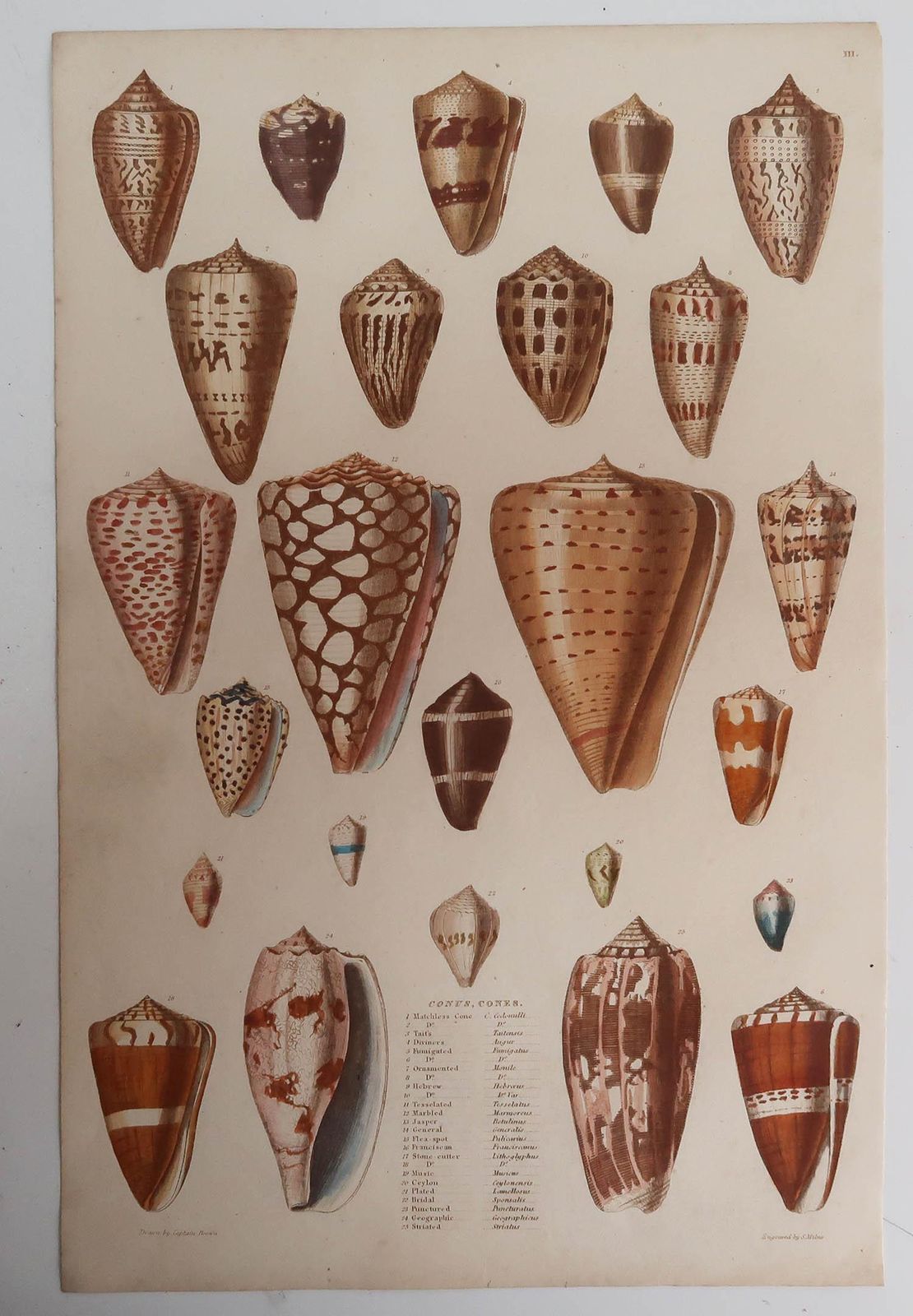 Large Original Antique Print Of Shells, C.1835 photo for sale