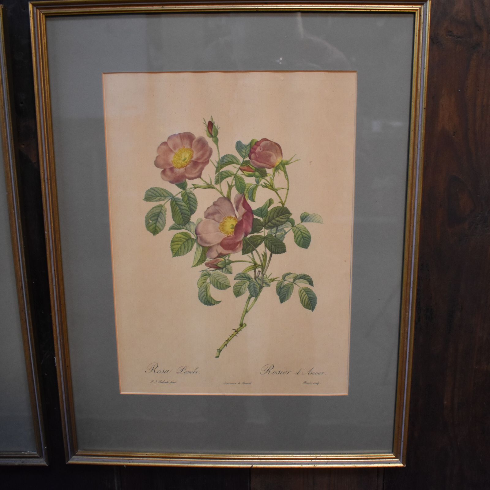 Vintage Mid Century Pierre Joseph Redoute Botanicals Rose Prints Set Of 8 photo 295.0