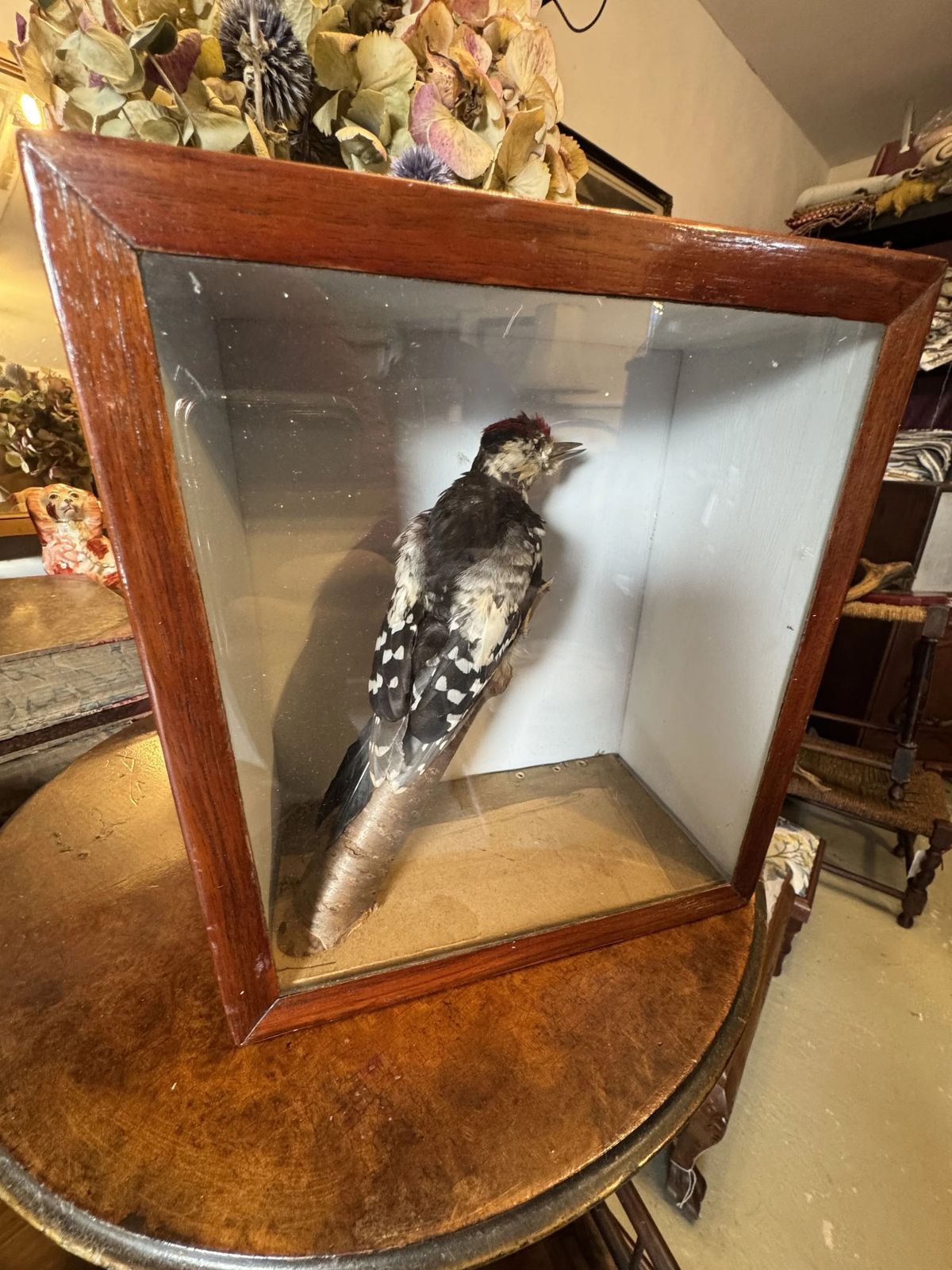 Antique Taxidermy Glass Display Case Great Spotted Woodpecker photo furniture