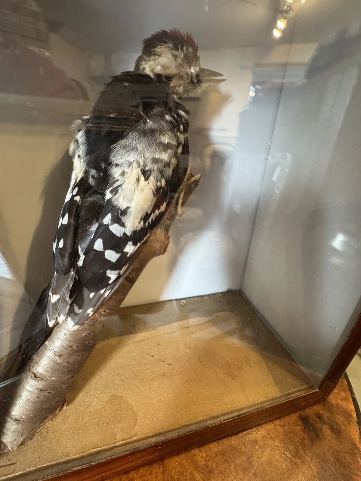 Antique Taxidermy Glass Display Case Great Spotted Woodpecker photo 150.0