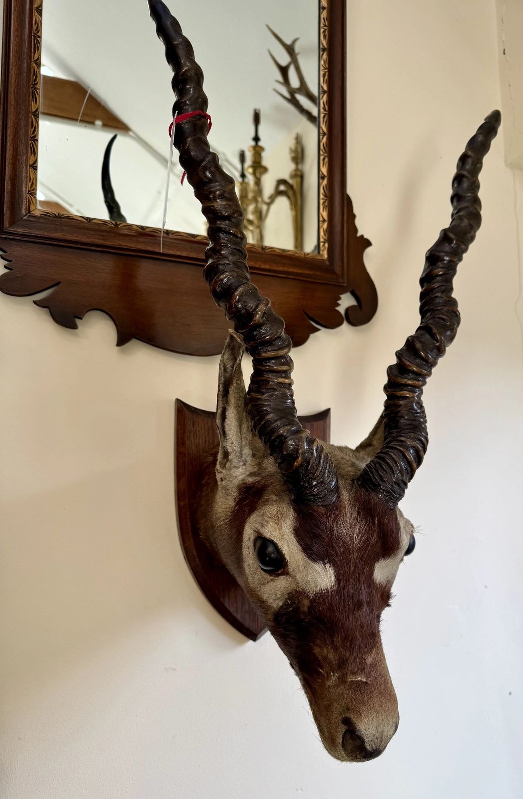 Antique C.1900 Taxidermy Indian Blackbuck Adult Antelope Mounted Head With Antlers On Shield photo furniture