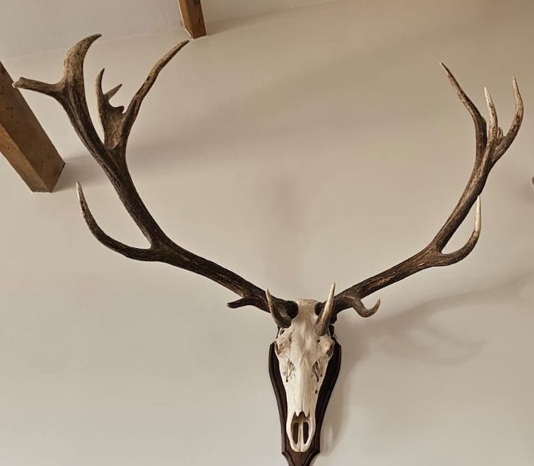 Mounted Imperial Stag Skull And Antlers   Large, Excellent Condition