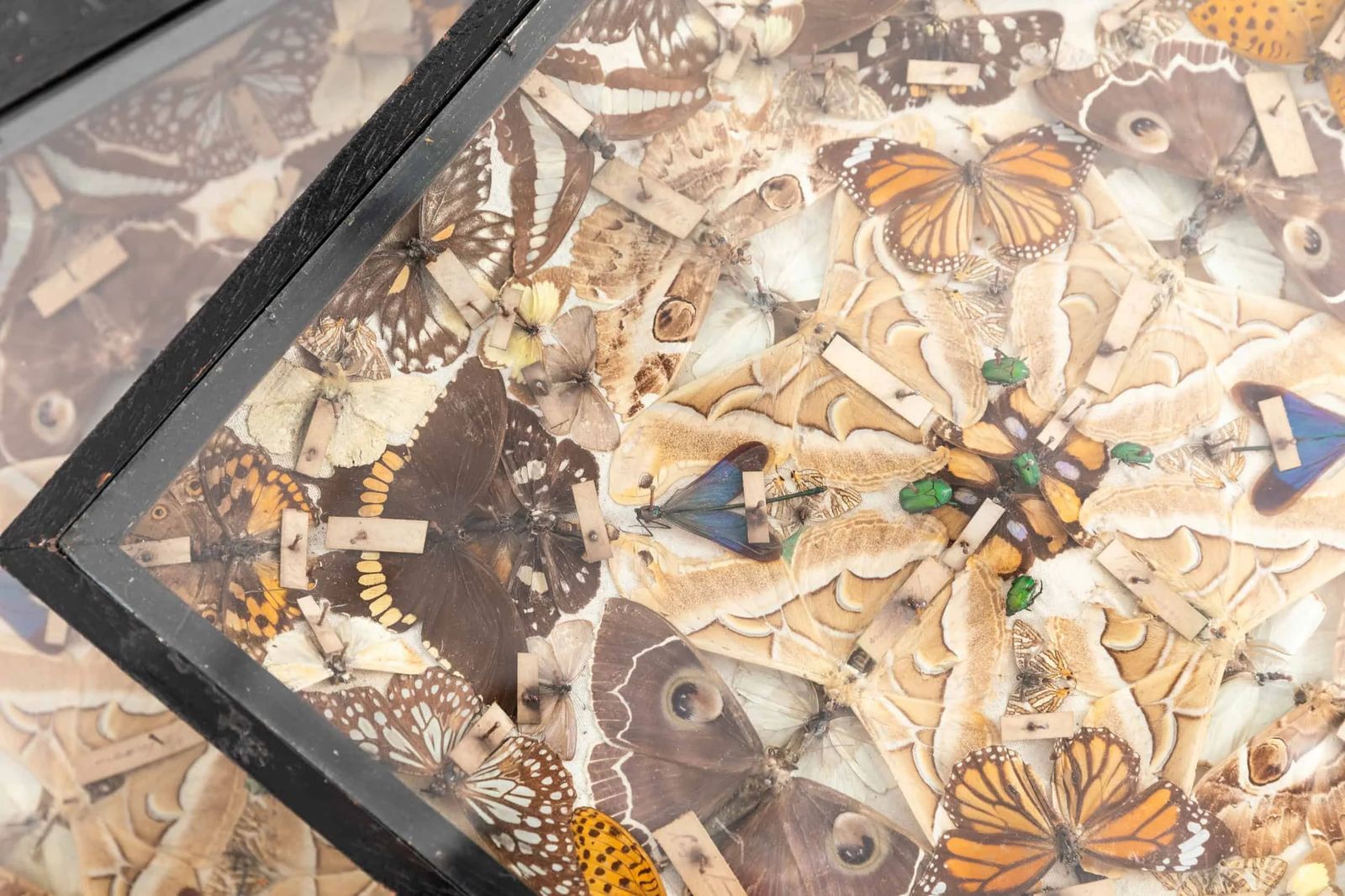 Antique Glazed Entomology Butterfly Display Cases photo vinterior