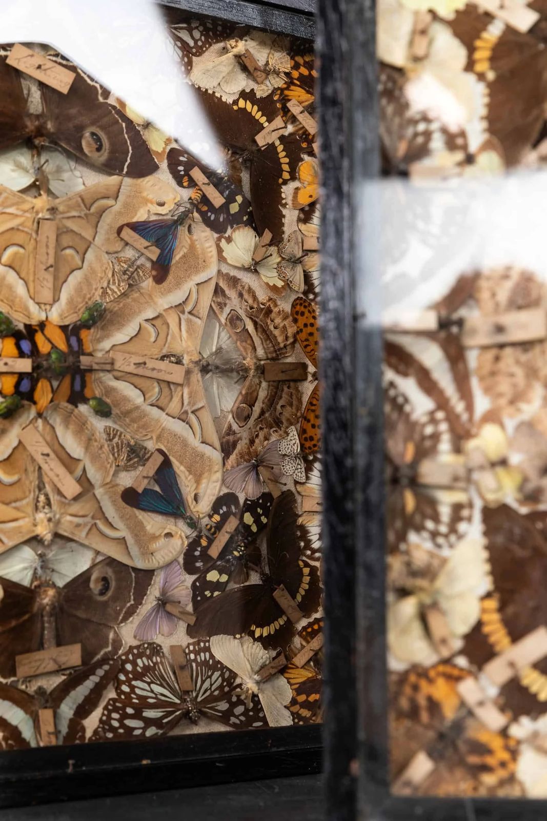 Antique Glazed Entomology Butterfly Display Cases photo vintage