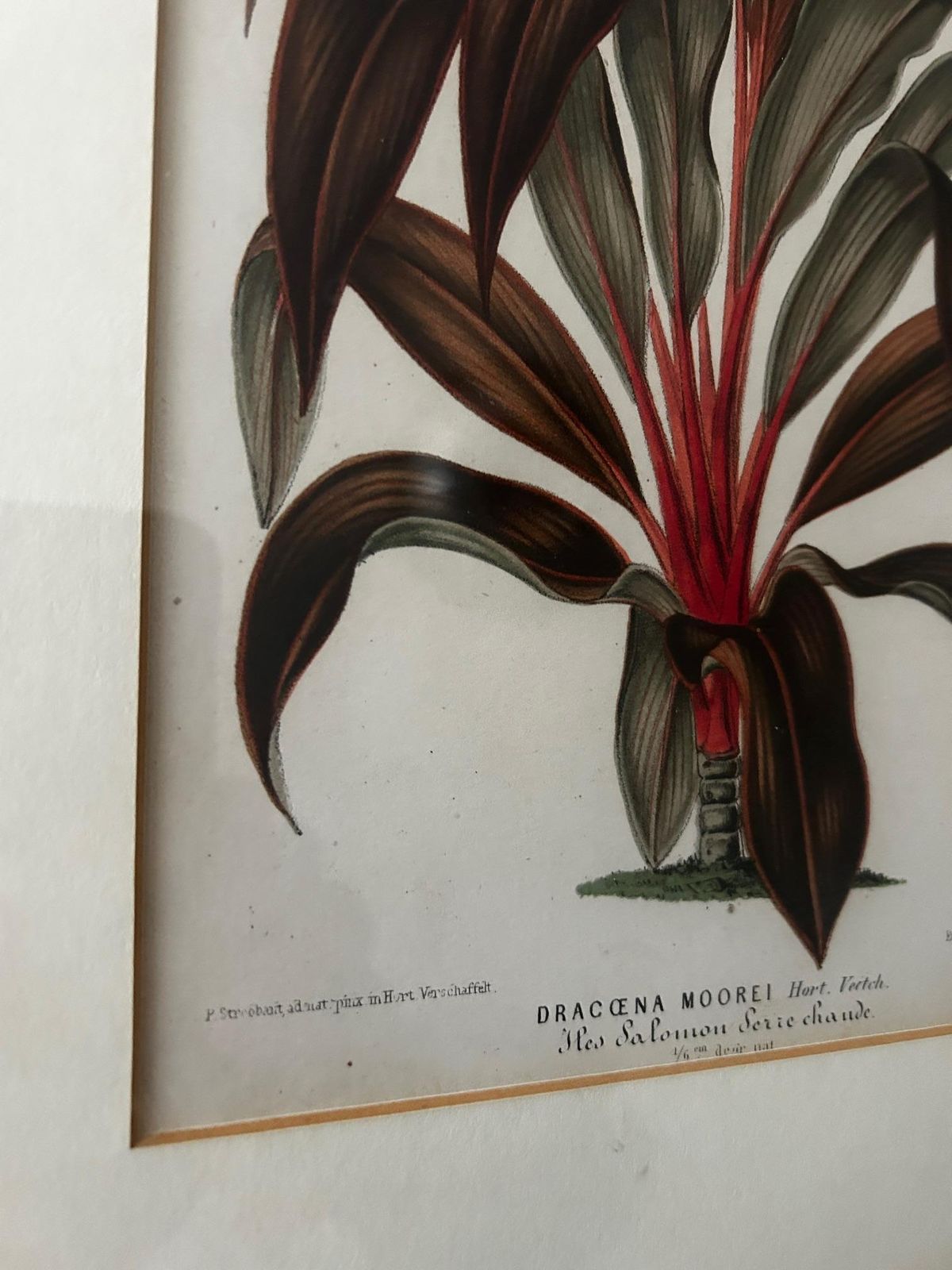 Dracaena Moorei Lithograph, Botanical Print, 19th Century, Signed photo for sale