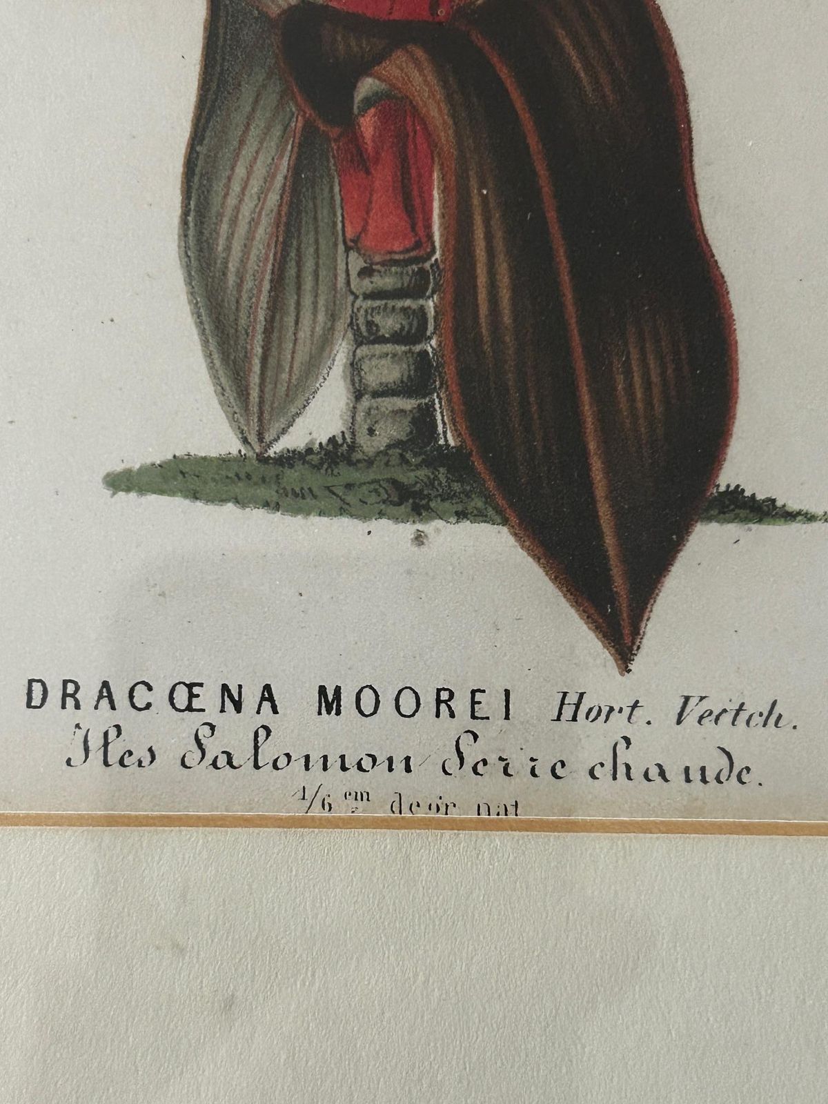 Dracaena Moorei Lithograph, Botanical Print, 19th Century, Signed photo Art