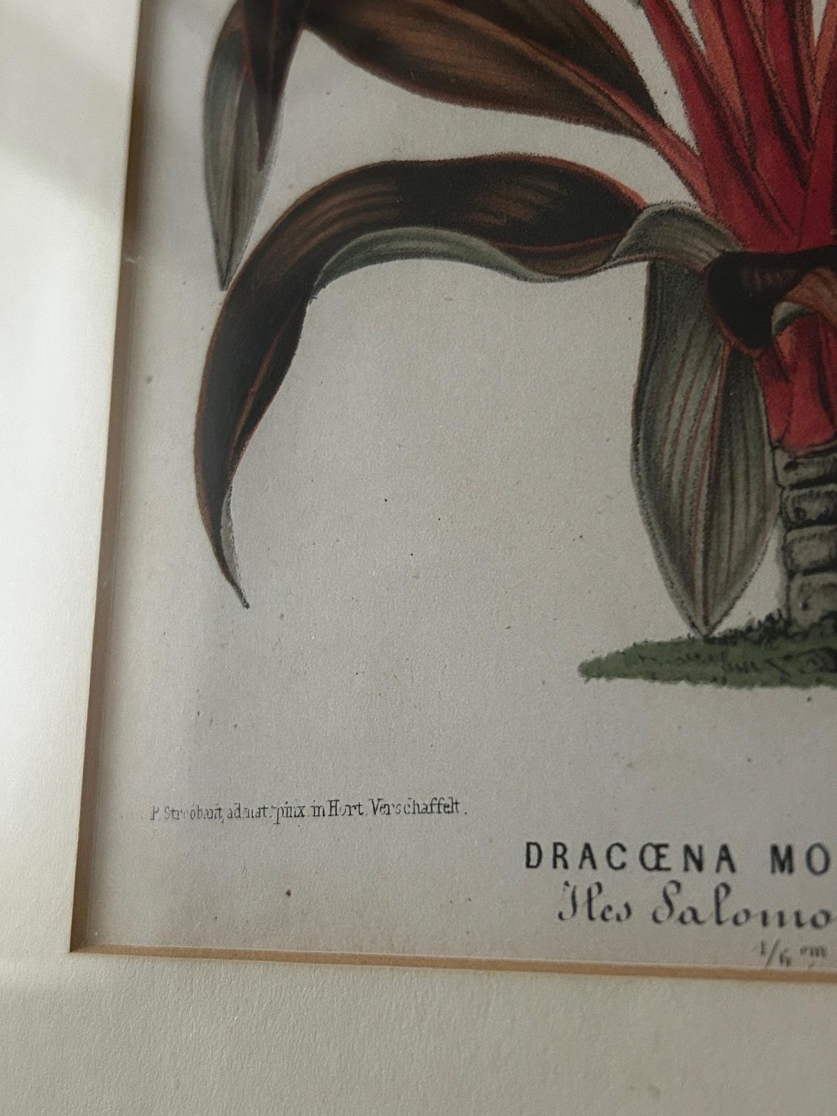 Dracaena Moorei Lithograph, Botanical Print, 19th Century, Signed photo buy