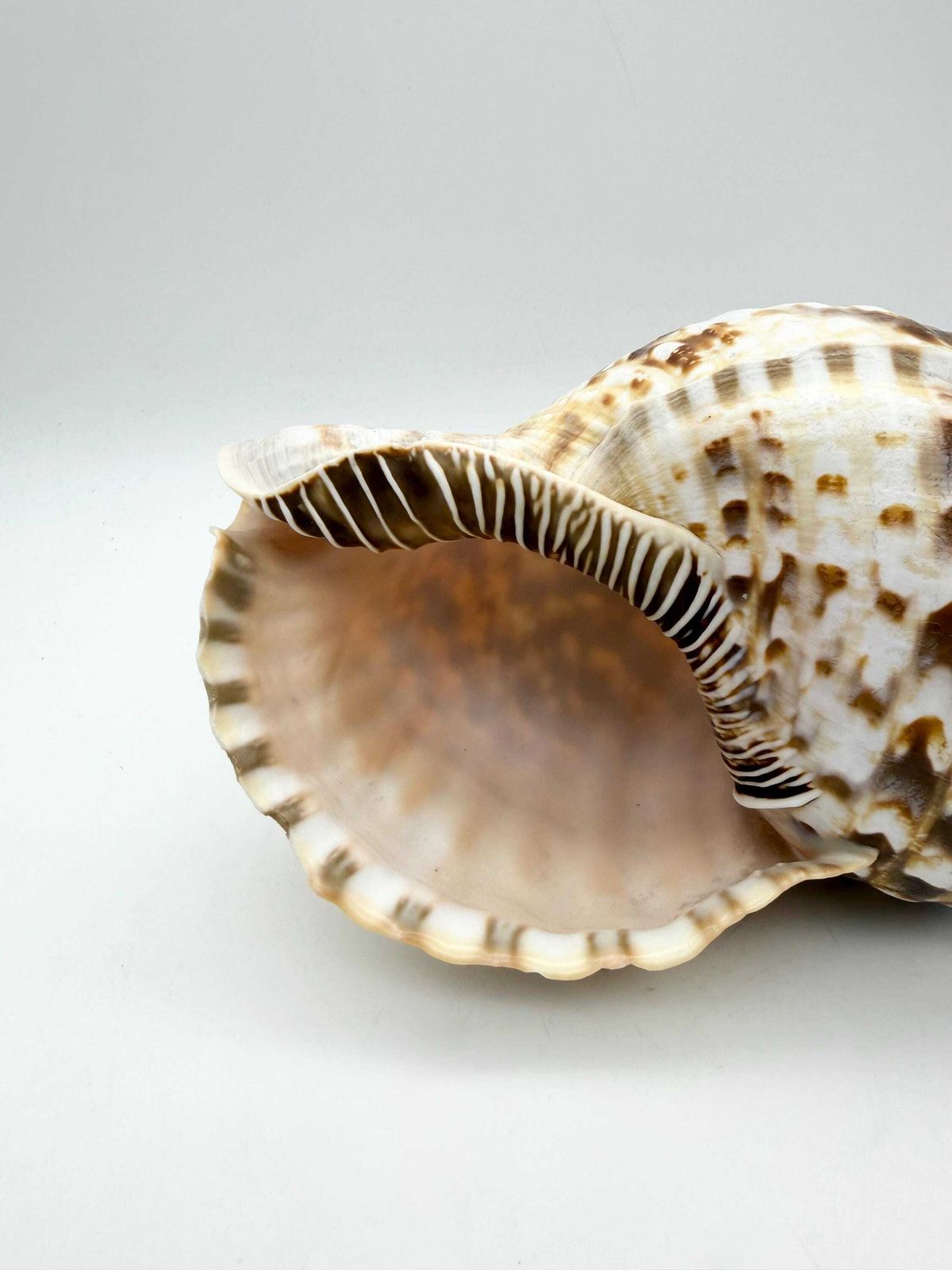 Triton Trumpet Conch Shell, Large Natural Conch, Coastal Home Decor photo furniture