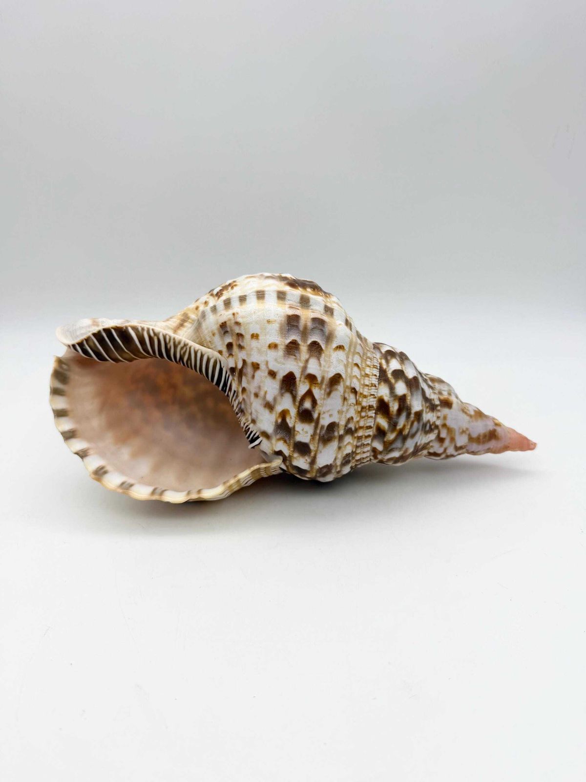 Triton Trumpet Conch Shell, Large Natural Conch, Coastal Home Decor photo vinterior