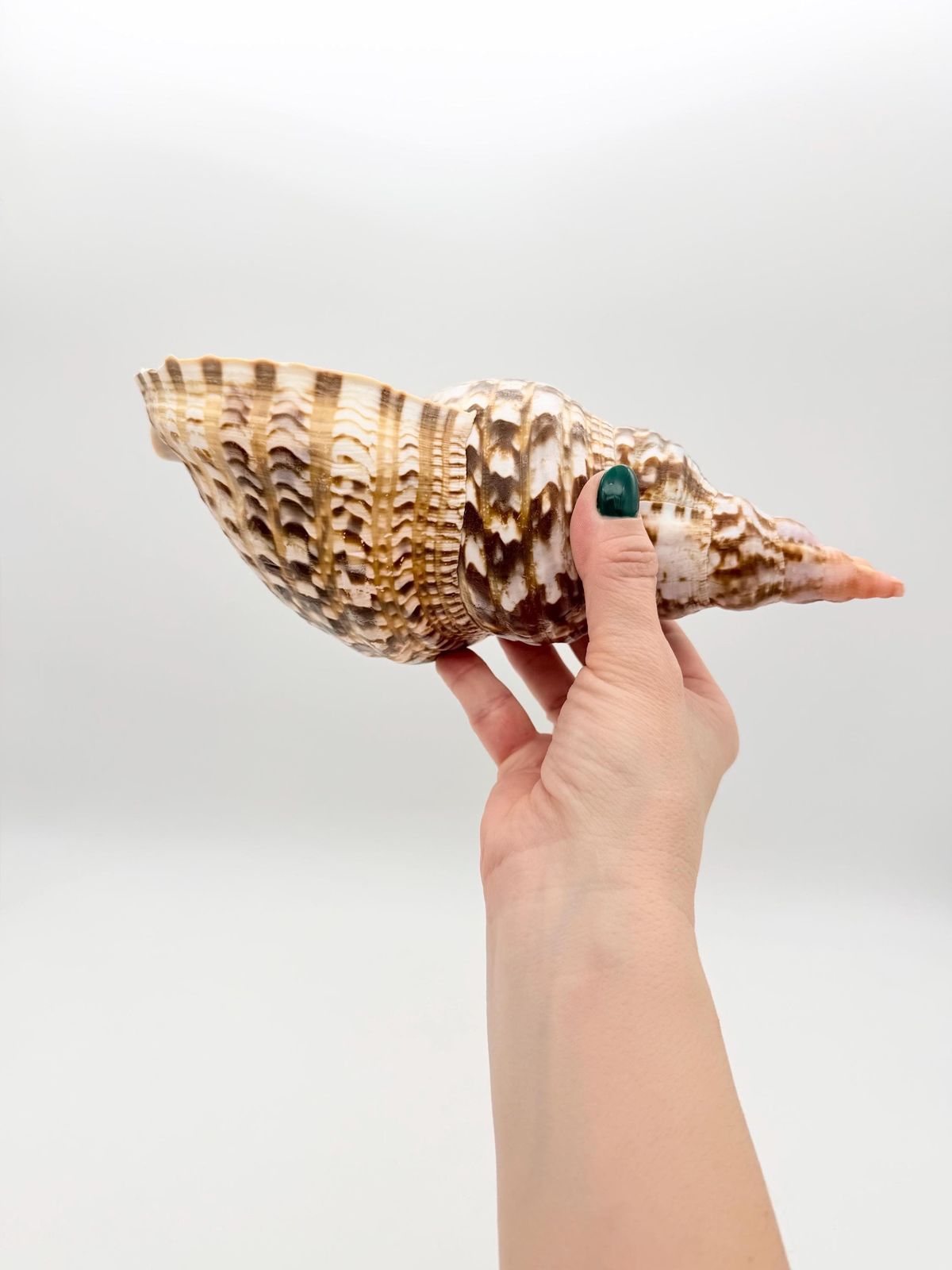 Triton Trumpet Conch Shell, Large Natural Conch, Coastal Home Decor photo vintage