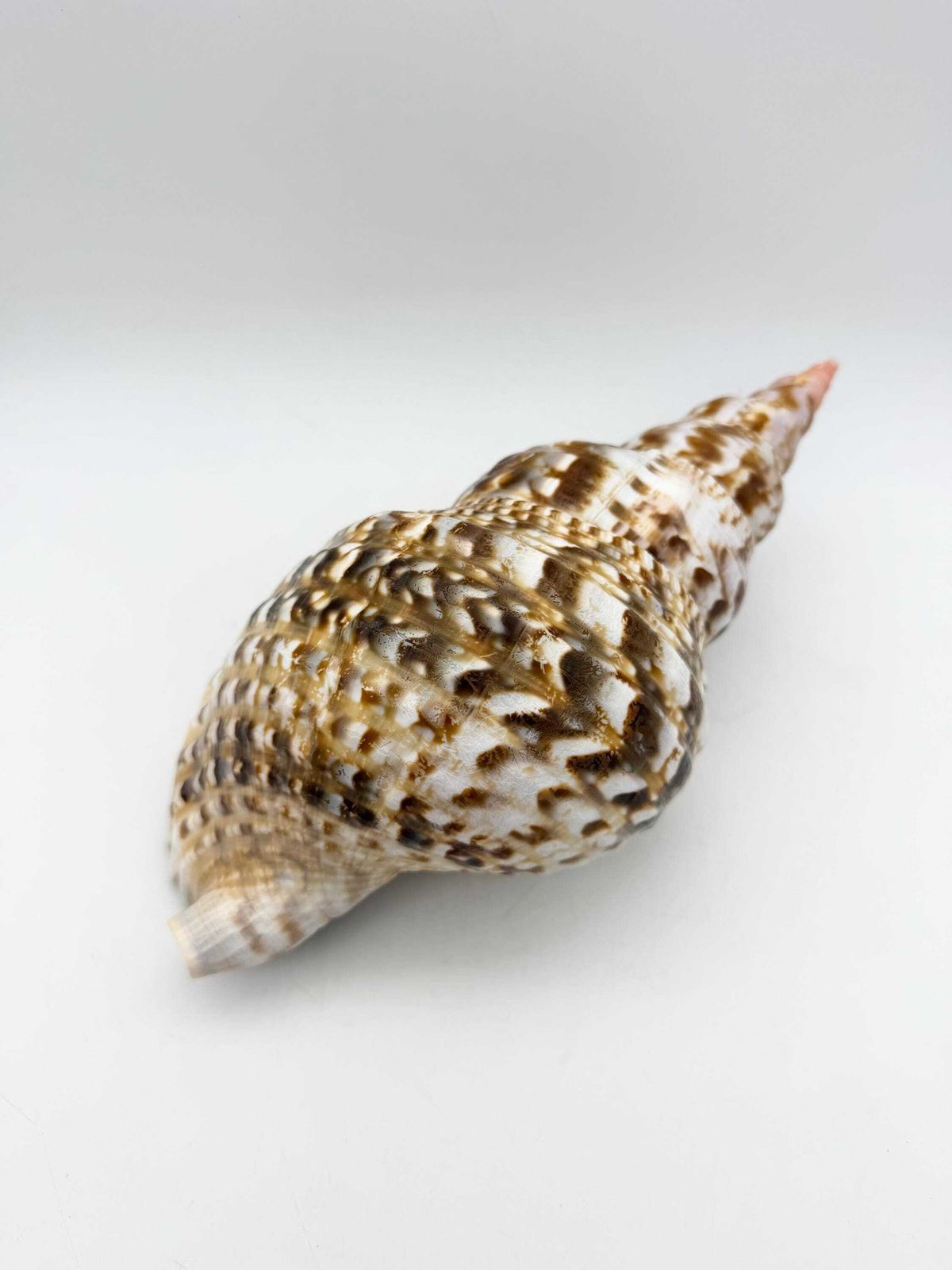 photo furniture Triton Trumpet Conch Shell, Large Natural Conch, Coastal Home Decor