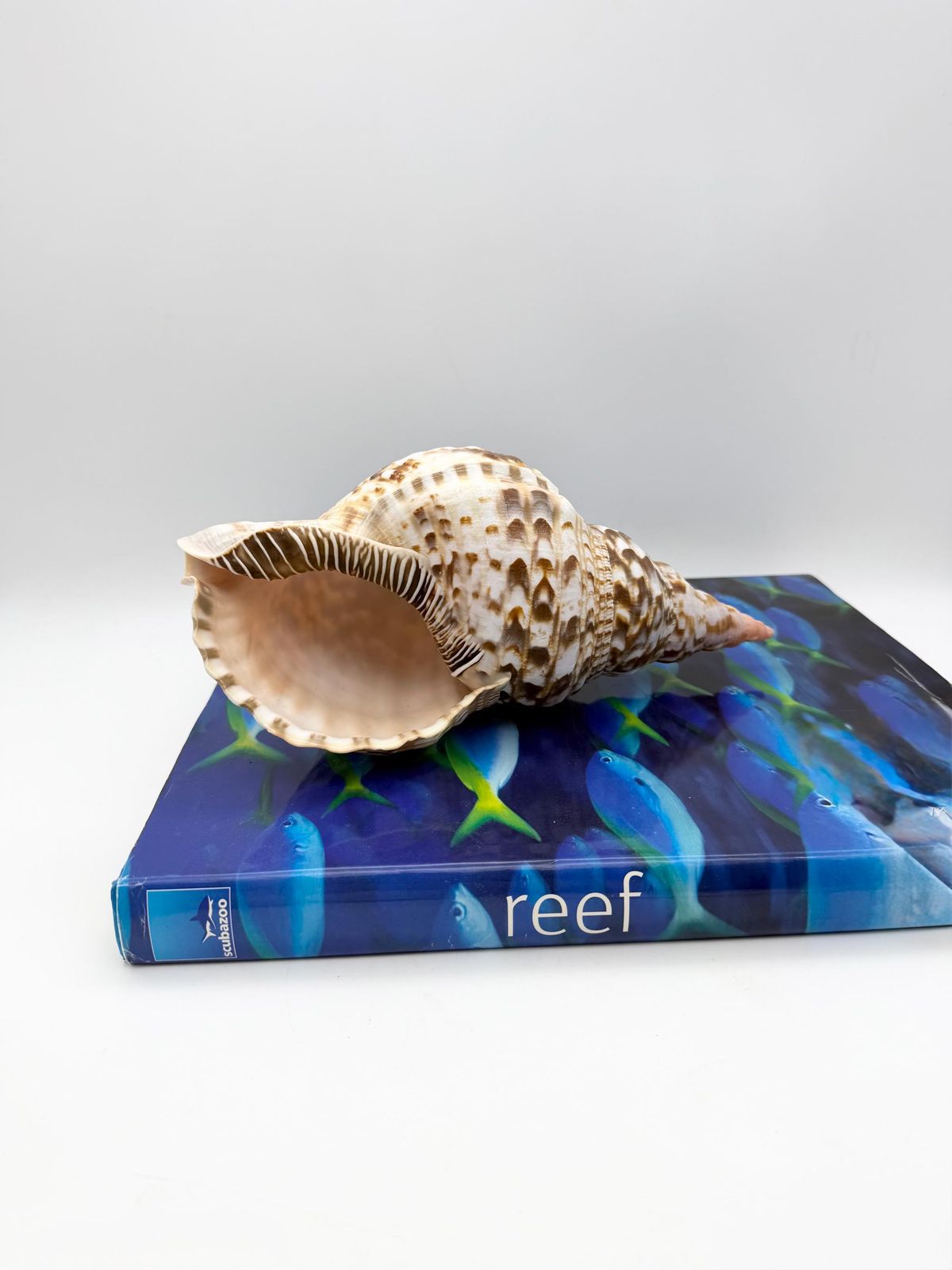 94.0 Triton Trumpet Conch Shell, Large Natural Conch, Coastal Home Decor photo