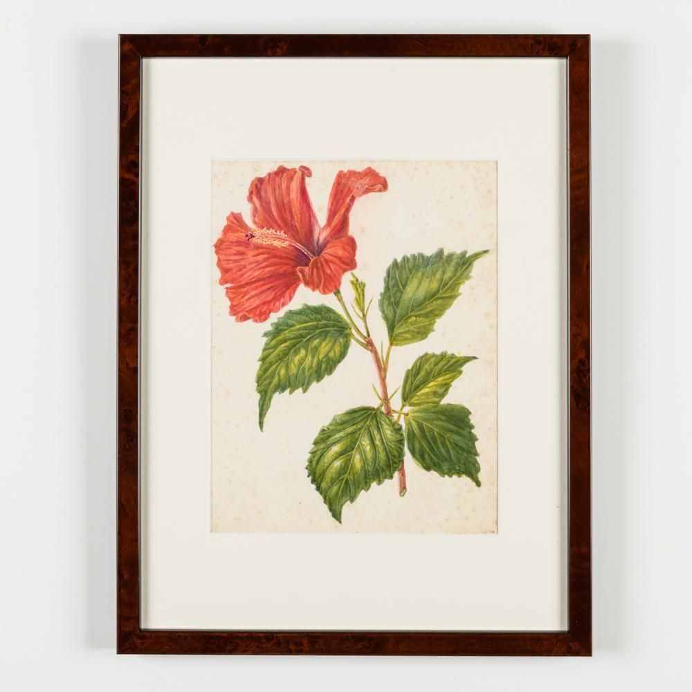 A Collection Of Fourteen Early 20th Century  North American Botanical Watercolours photo furniture