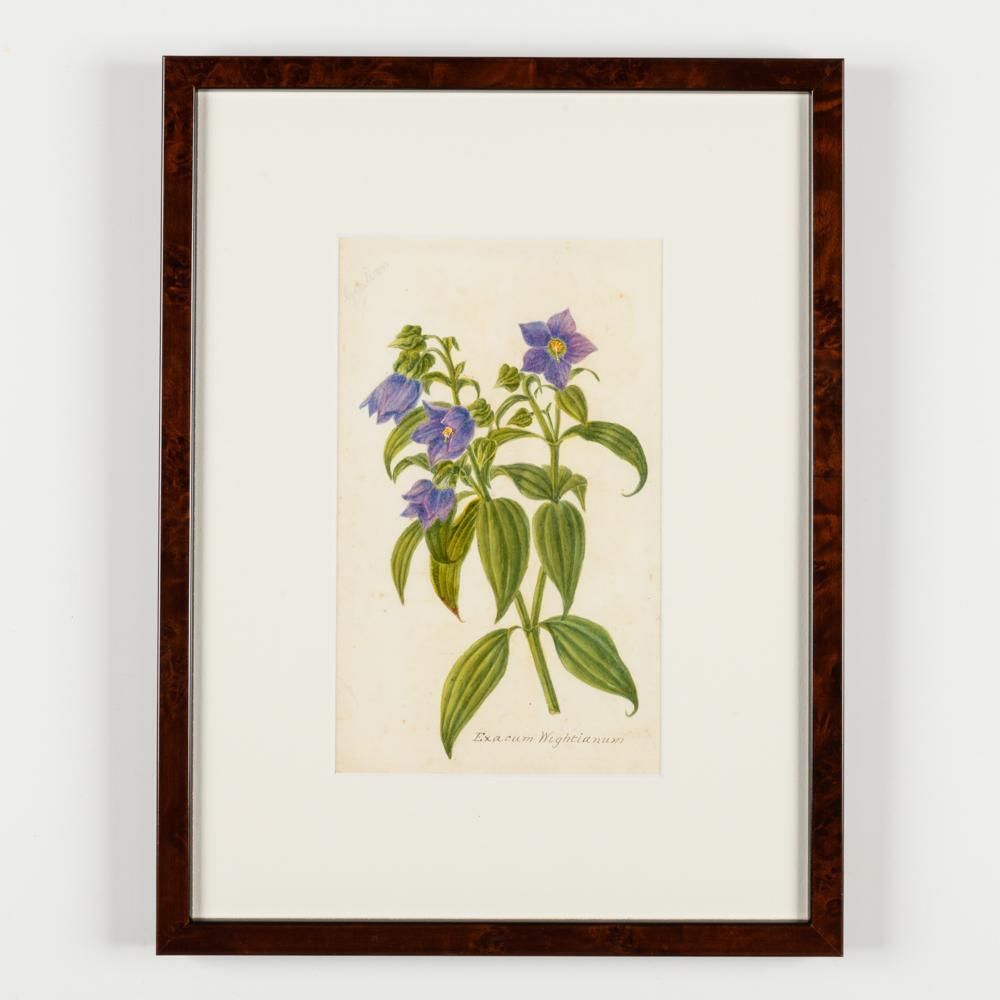A Collection Of Fourteen Early 20th Century  North American Botanical Watercolours photo for sale