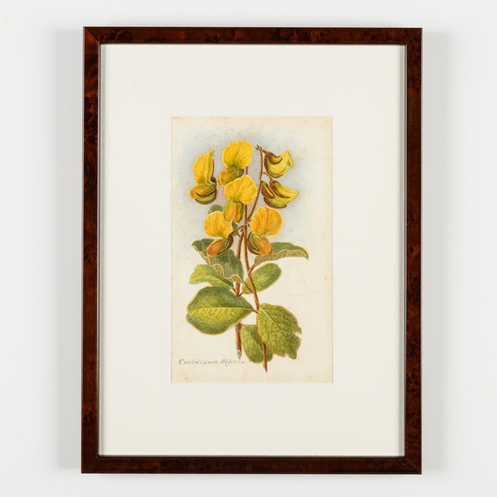 A Collection Of Fourteen Early 20th Century  North American Botanical Watercolours photo 2400.0