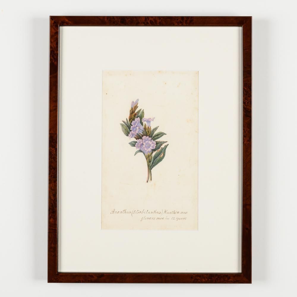 A Collection Of Fourteen Early 20th Century  North American Botanical Watercolours photo buy