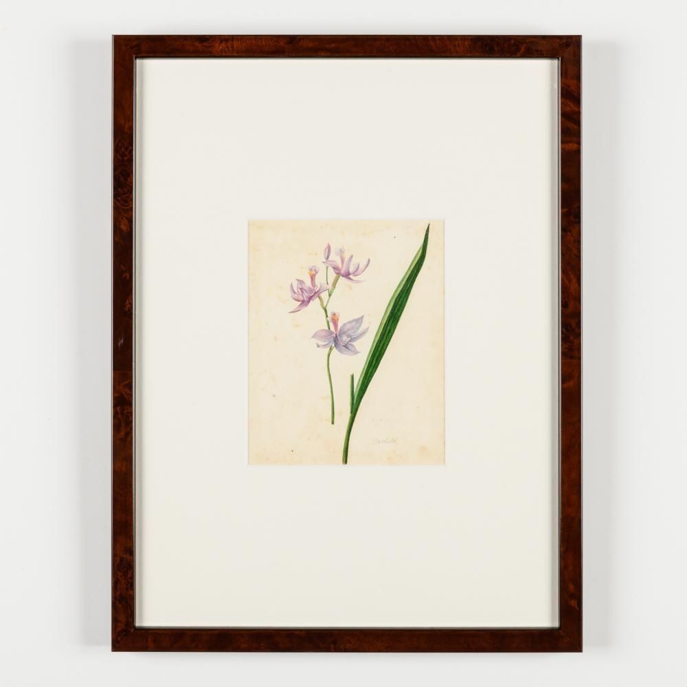 North American Botanical Watercolours Of Flowers photo 13200.0