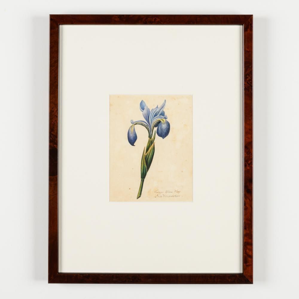 North American Botanical Watercolours Of Flowers photo vintage