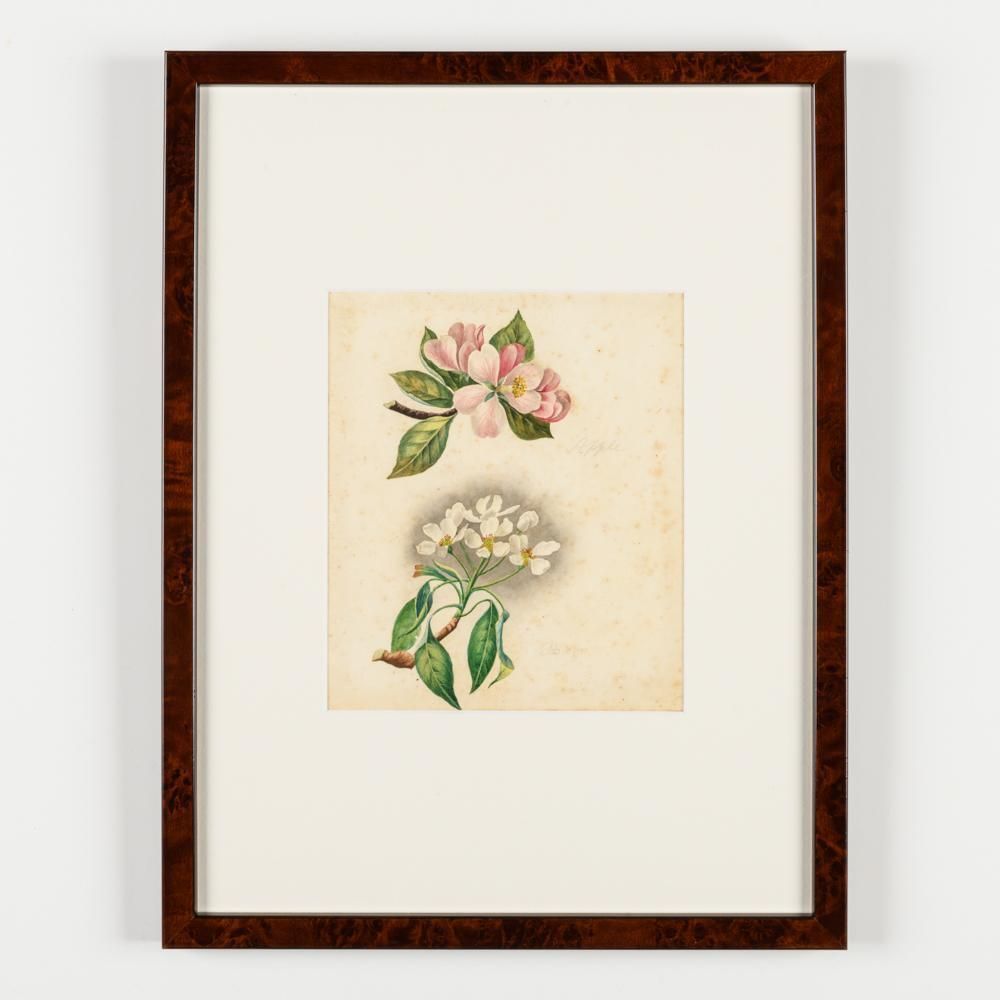 13200.0 North American Botanical Watercolours Of Flowers photo