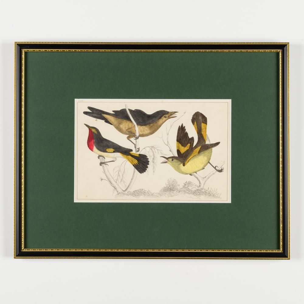 A Collection Of  Hand Coloured Etchings Of Birds, Butterflies, And Beetles photo for sale