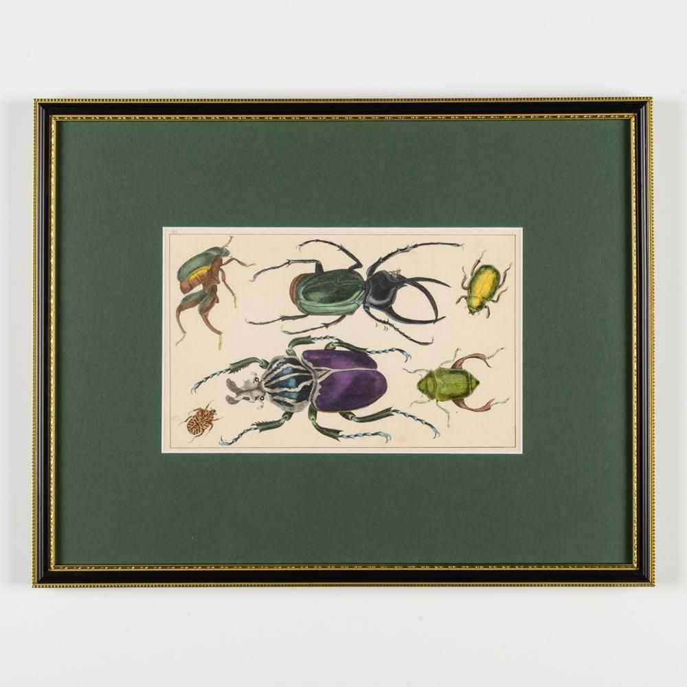 A Collection Of  Hand Coloured Etchings Of Birds, Butterflies, And Beetles photo vinterior