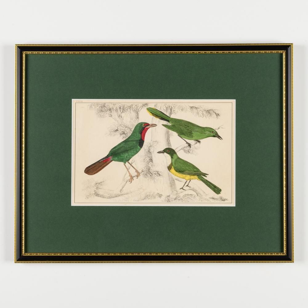 photo buy A Collection Of  Hand Coloured Etchings Of Birds, Butterflies, And Beetles