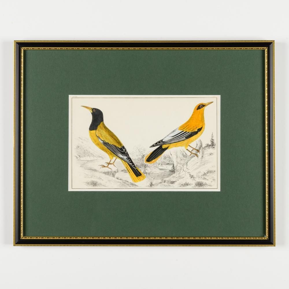 photo vintage A Collection Of  Hand Coloured Etchings Of Birds, Butterflies, And Beetles