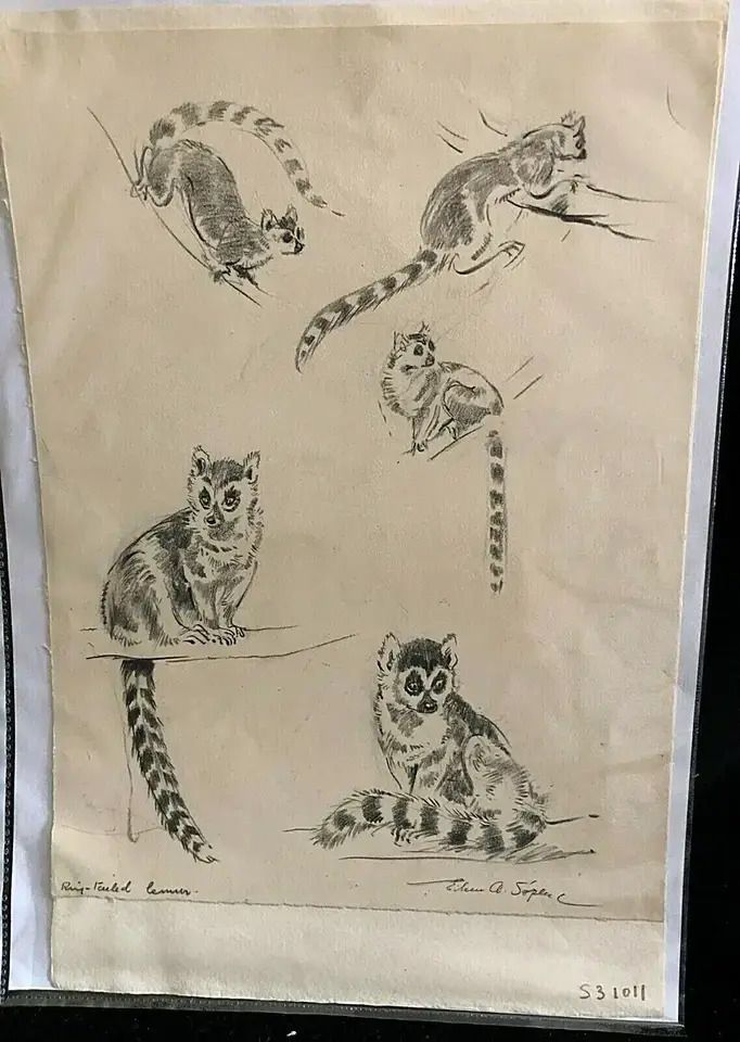 Eileen Alice Soper Children’s Illustrator (Enid Blyton) Signed Pencil Sketches On One Sheet photo buy