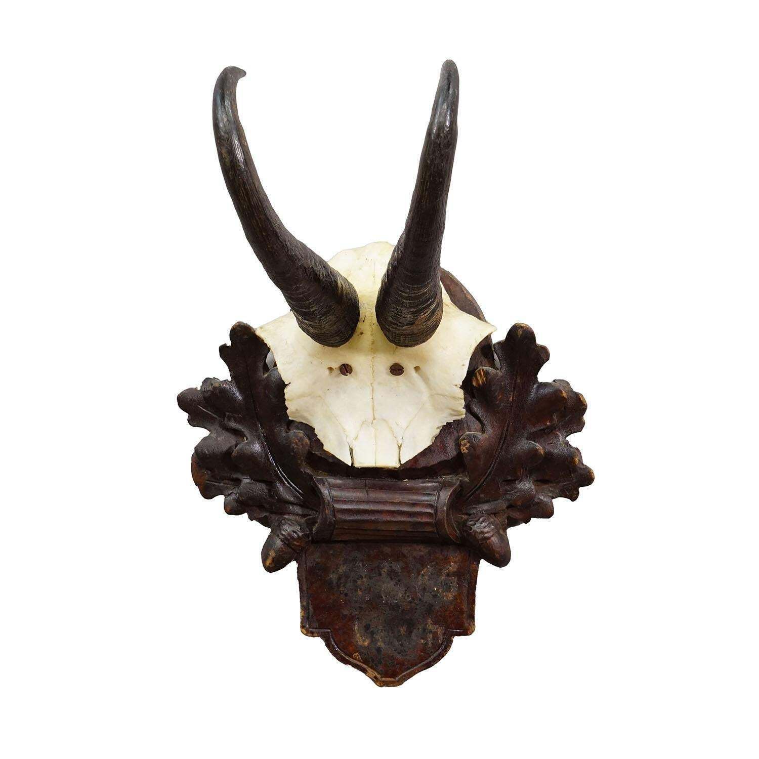 Antiek Gems­Trofee Op Gesneden Plaquette, Duitsland, Ca. 1900 photo furniture