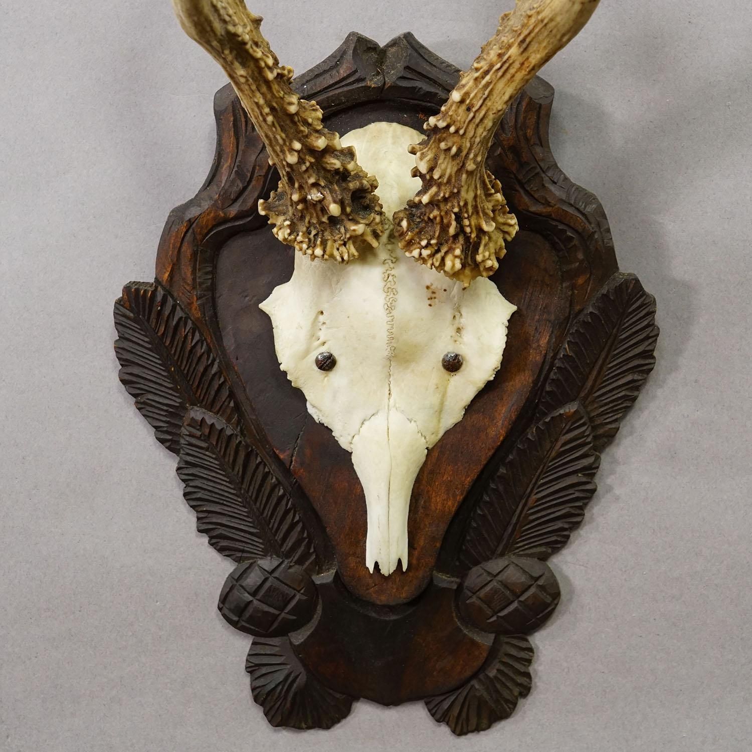 Antique Black Forest Red Deer Trophy On Carved Plaque Ca. 1930s photo 189.0