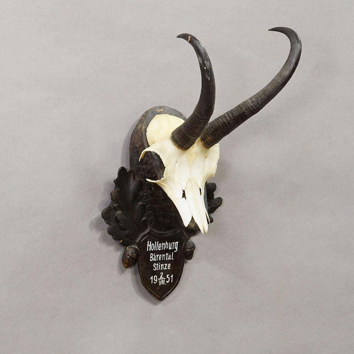 Black Forest Chamois Trophy On Carved Wooden Plaque, Austria 1951 photo for sale