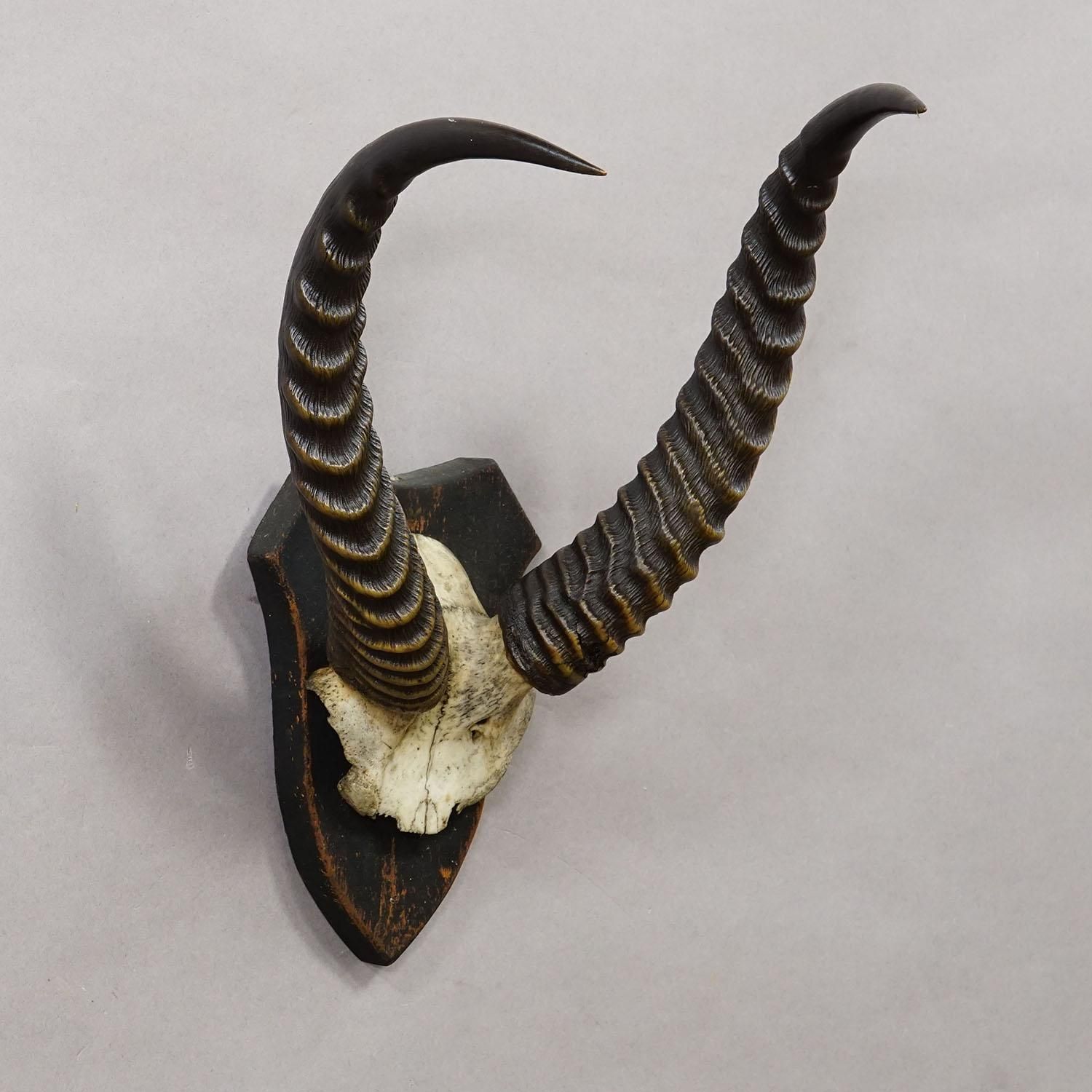 Antique Springbok Trophy On Wooden Plaque, Ca. 1930s photo for sale