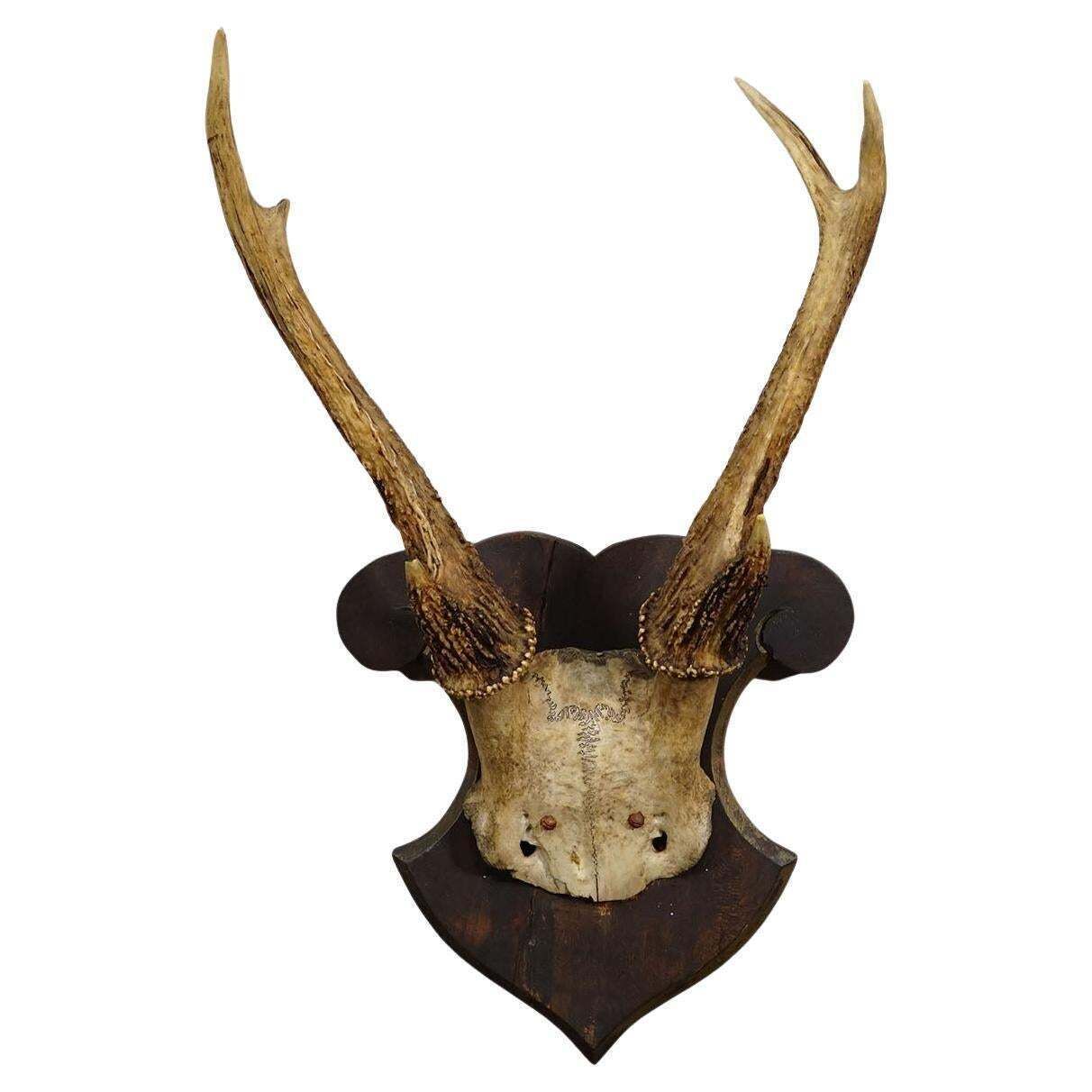Antique 6 Pointer Siberian Deer Trophy On Wooden Plaque, Ca. 1940s