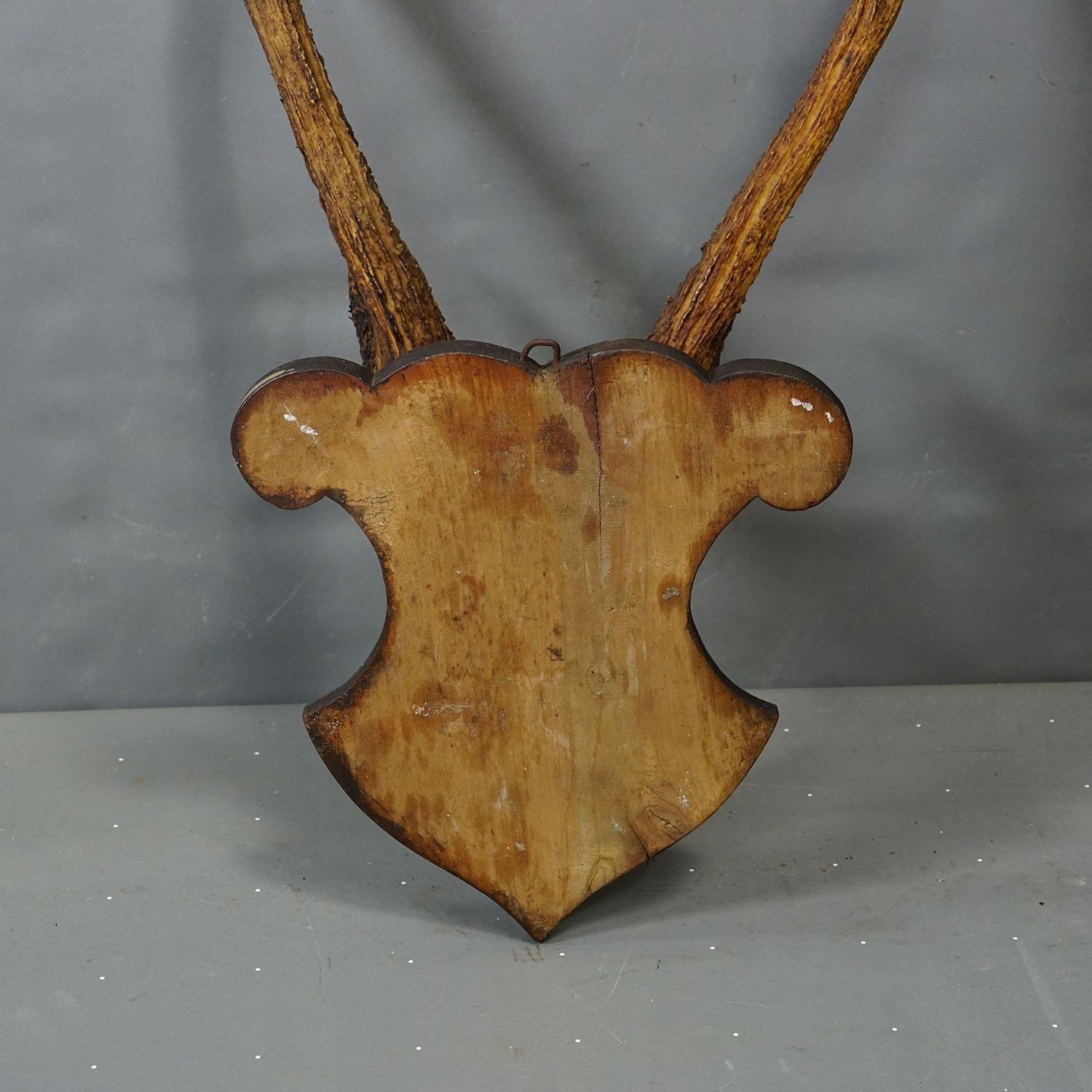 Antique 6 Pointer Siberian Deer Trophy On Wooden Plaque, Ca. 1940s photo vinterior