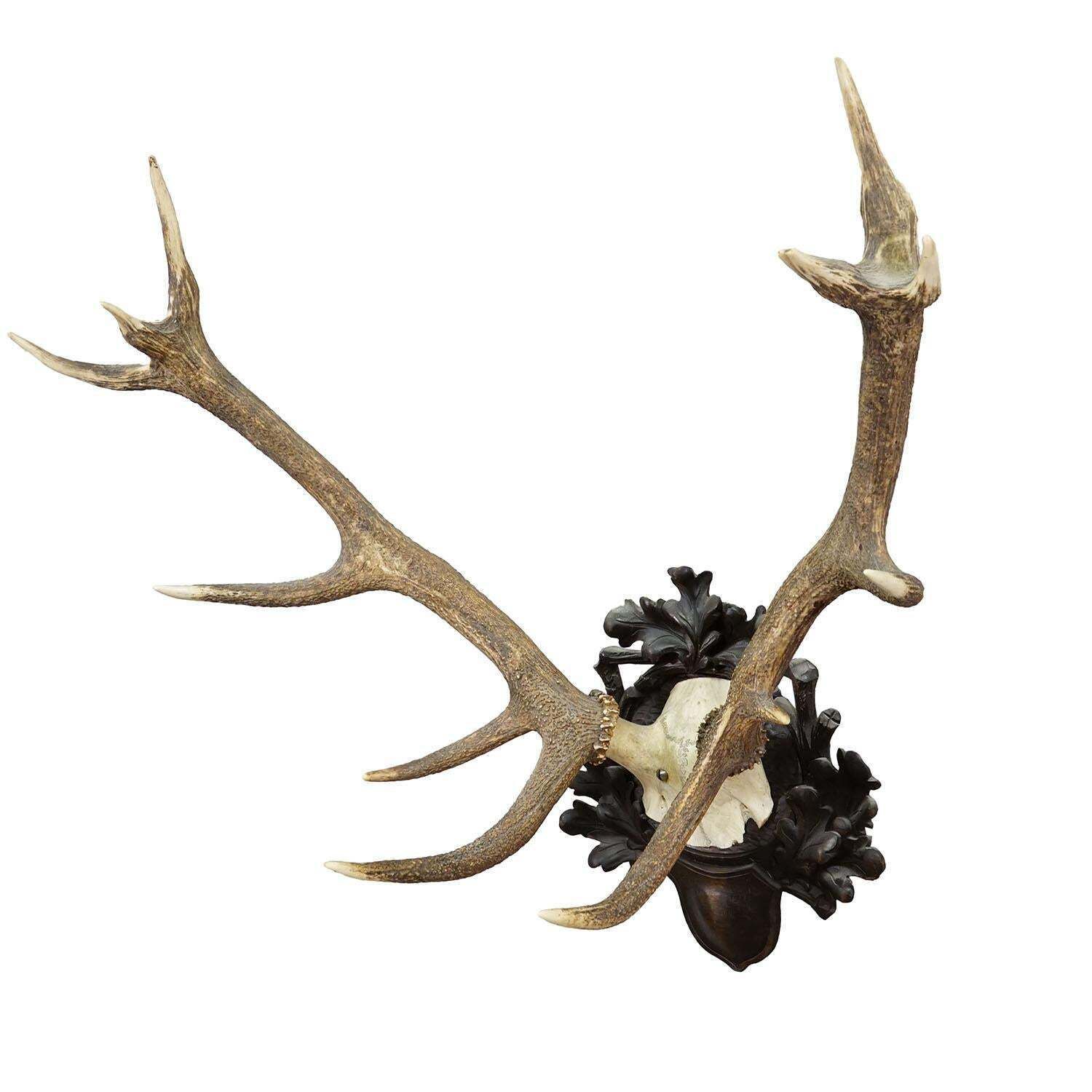 Big Black Forest 12 Pointer Red Deer Trophy On Carved Plaque   Germany 1930 photo furniture