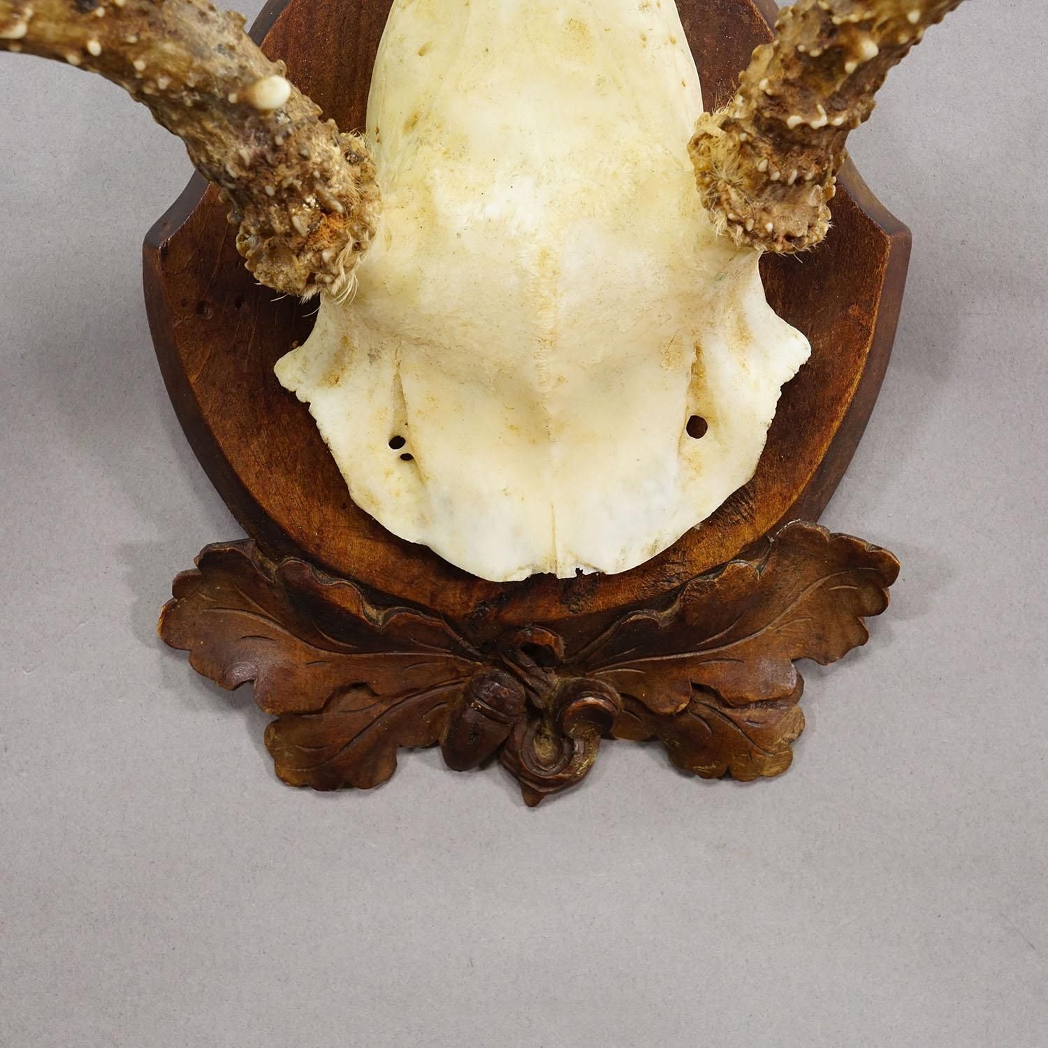 Antique White Tailed Deer Trophy On Carved Plaque   Germany 1930s photo 390.0