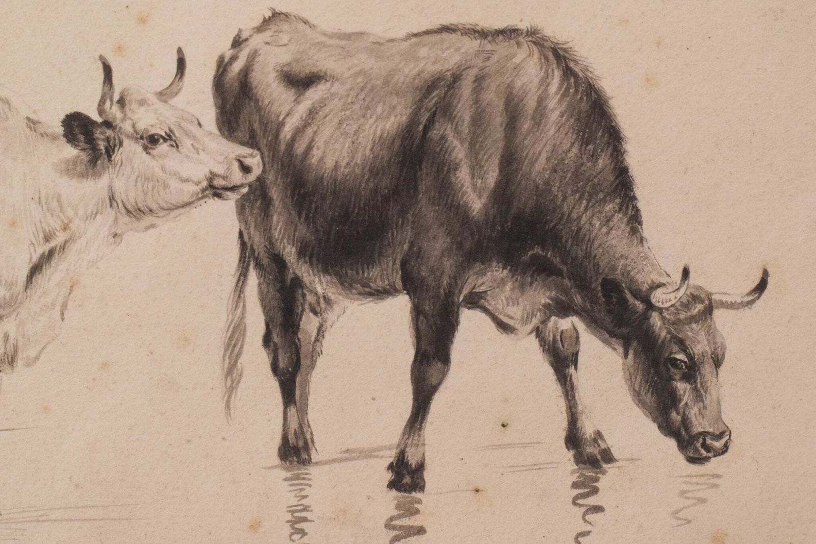 Studie Van Runderen En Schapen – Thomas Sidney Cooper Of Volgeling. photo Kunst